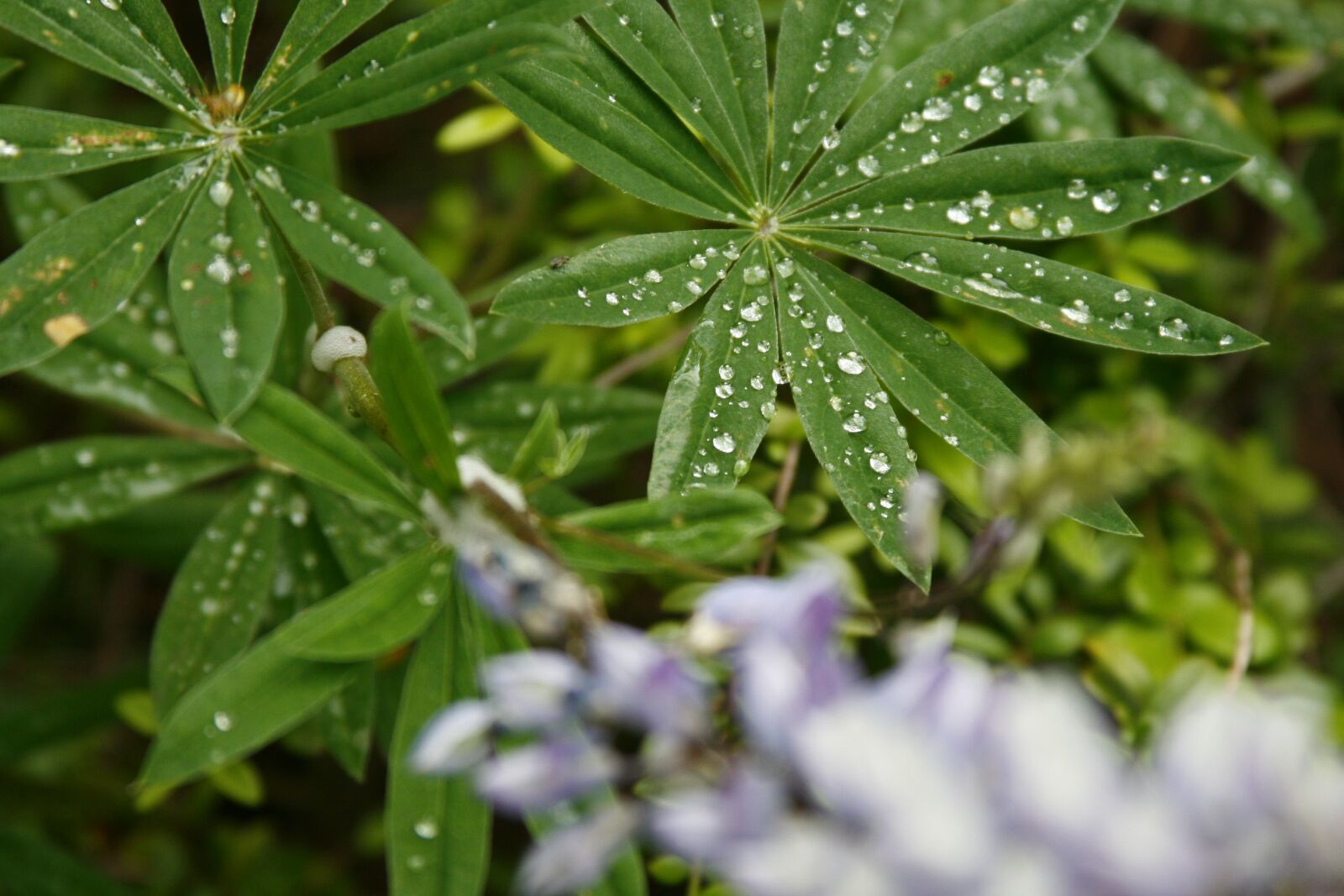 Canon EOS 400D (EOS Digital Rebel XTi / EOS Kiss Digital X) sample photo. Lupine, green, raindrop photography