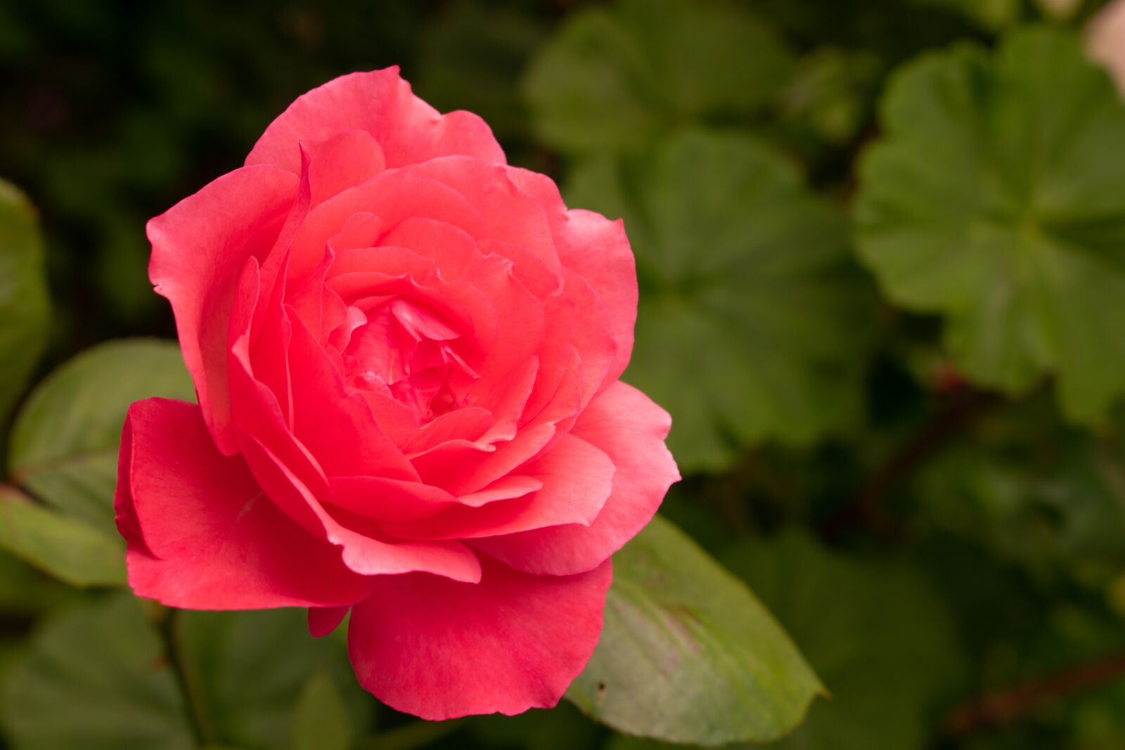 Nikon D3300 sample photo. Rosa, flower, roses photography