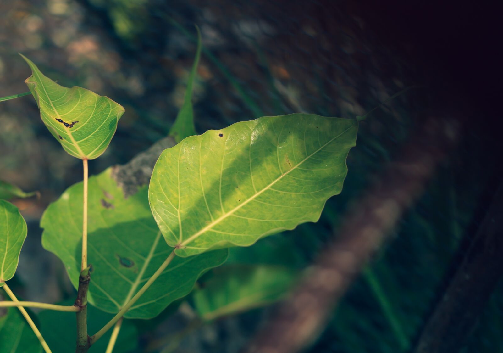 Canon EOS 750D (EOS Rebel T6i / EOS Kiss X8i) + Canon EF 50mm F1.8 STM sample photo. Bo, bo leaf, leaves photography