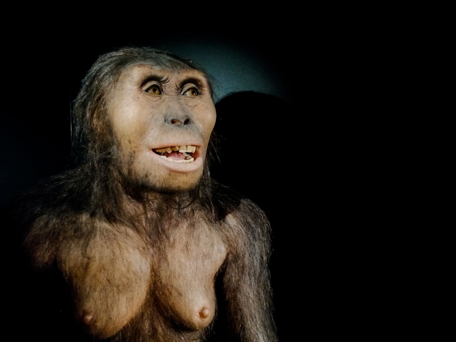 HUAWEI SNE-LX1 sample photo. Australopithecus, afarensis, lucy photography