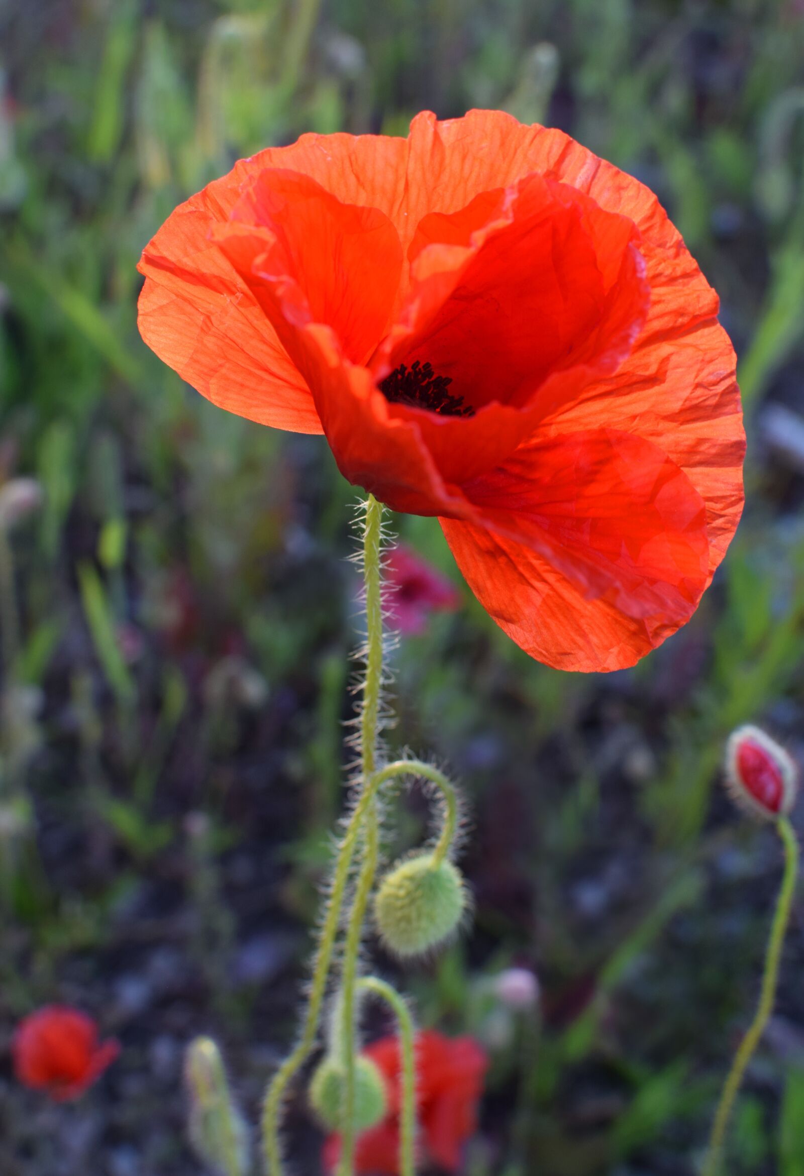 Nikon D5300 sample photo. Poppy, flower, weeds photography