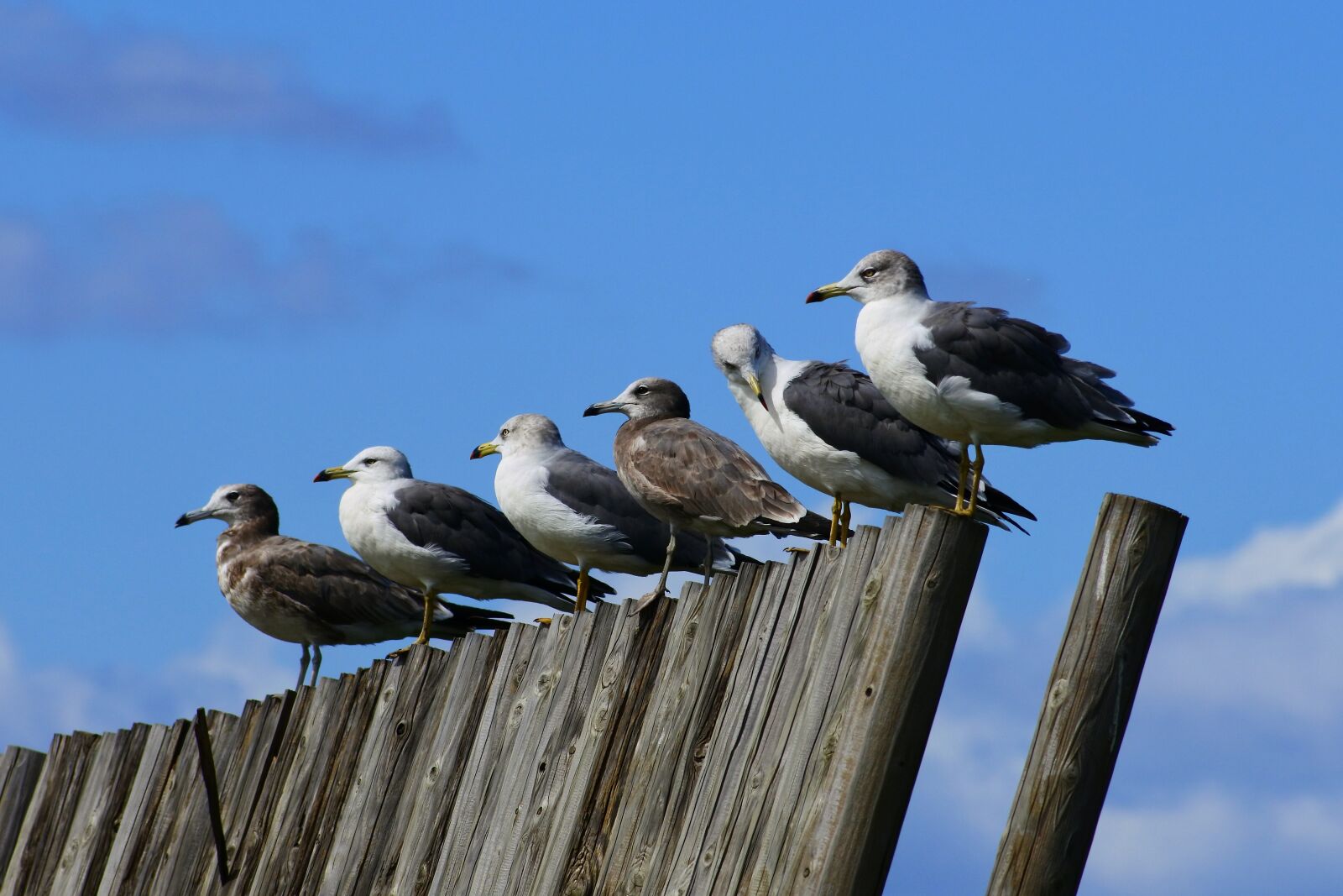 VR 70-300mm f/4.5-6.3G sample photo. Animal, sky, cloud photography