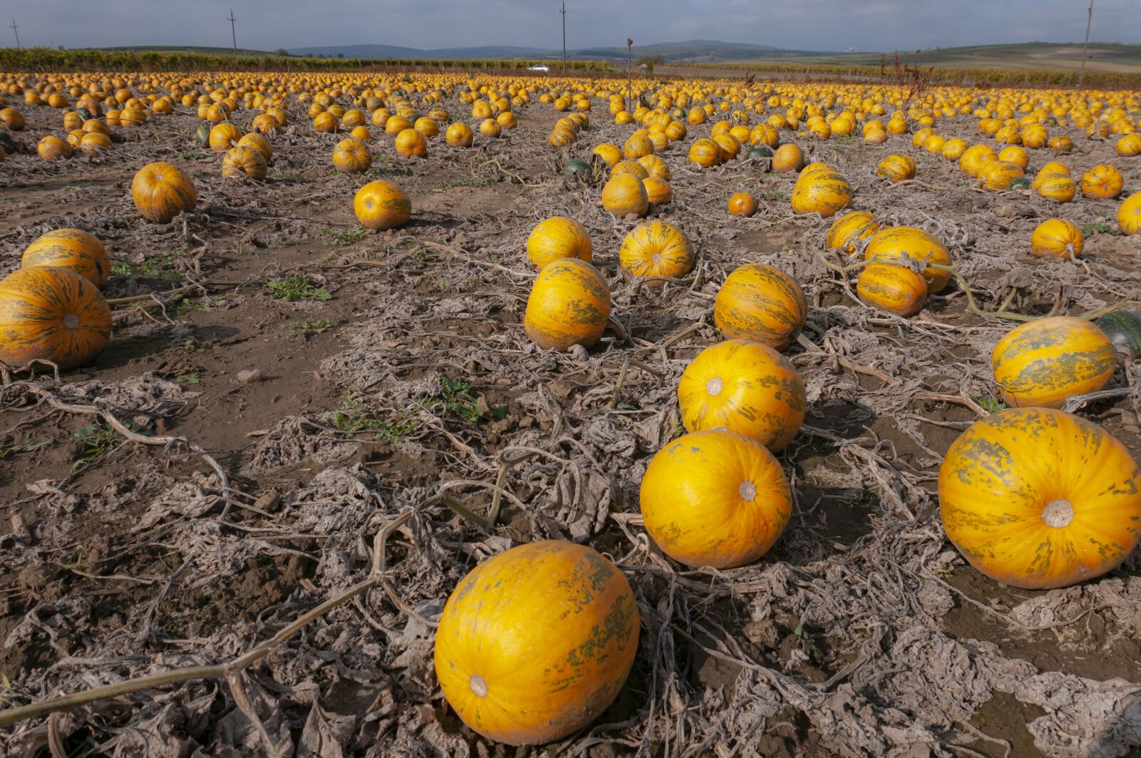 Nikon D300S sample photo. Field, pumpkin, autumn photography