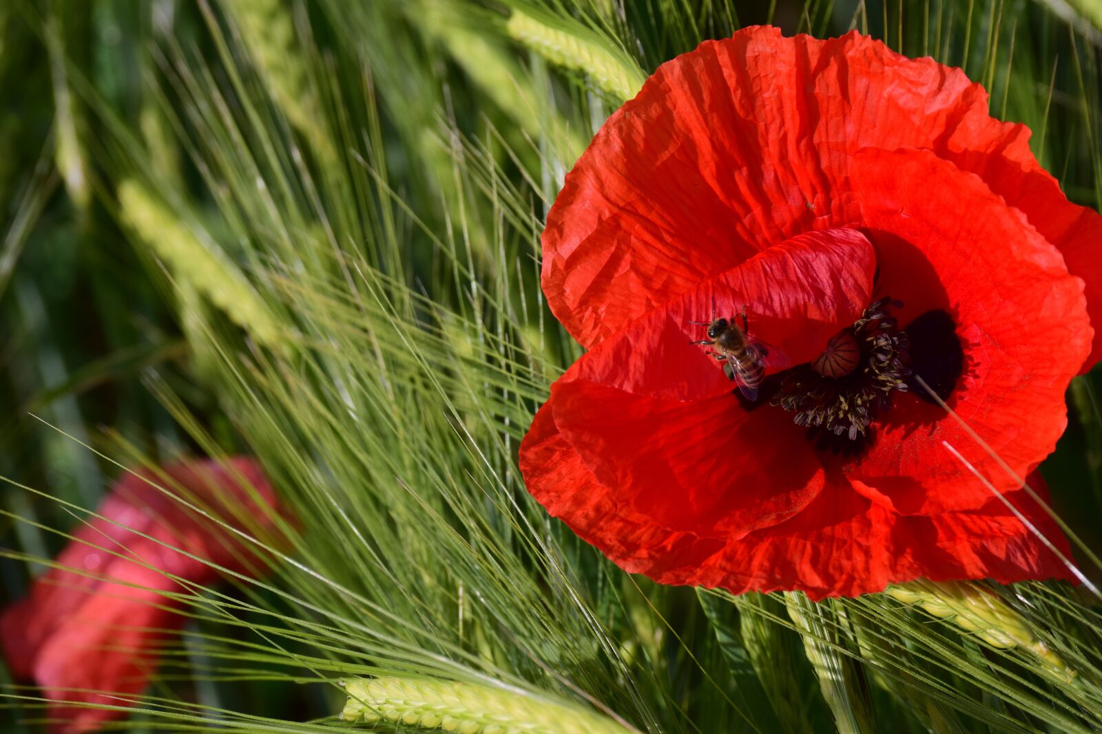 Nikon D3300 sample photo. Poppy, cereals, bee photography