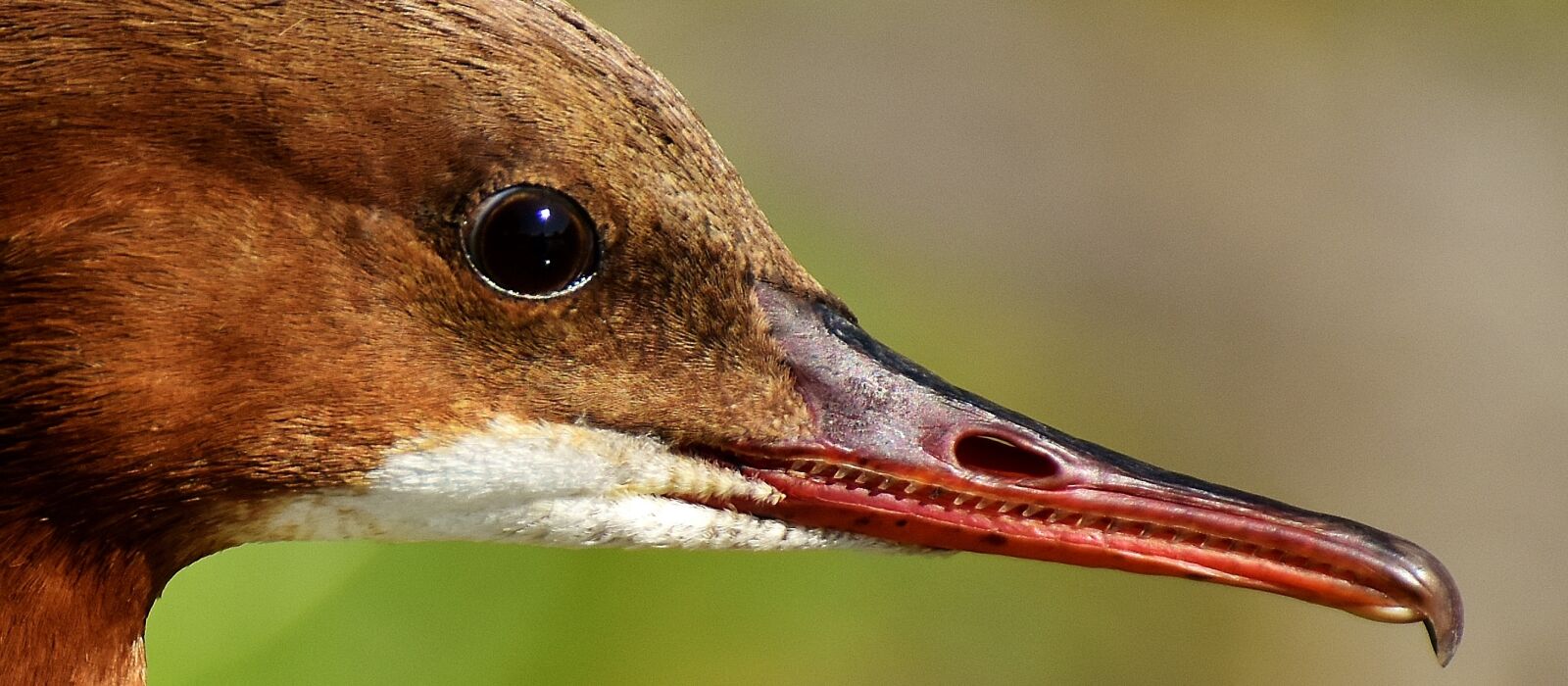 Nikon D7200 sample photo. Merganser, mergus merganser, duck photography