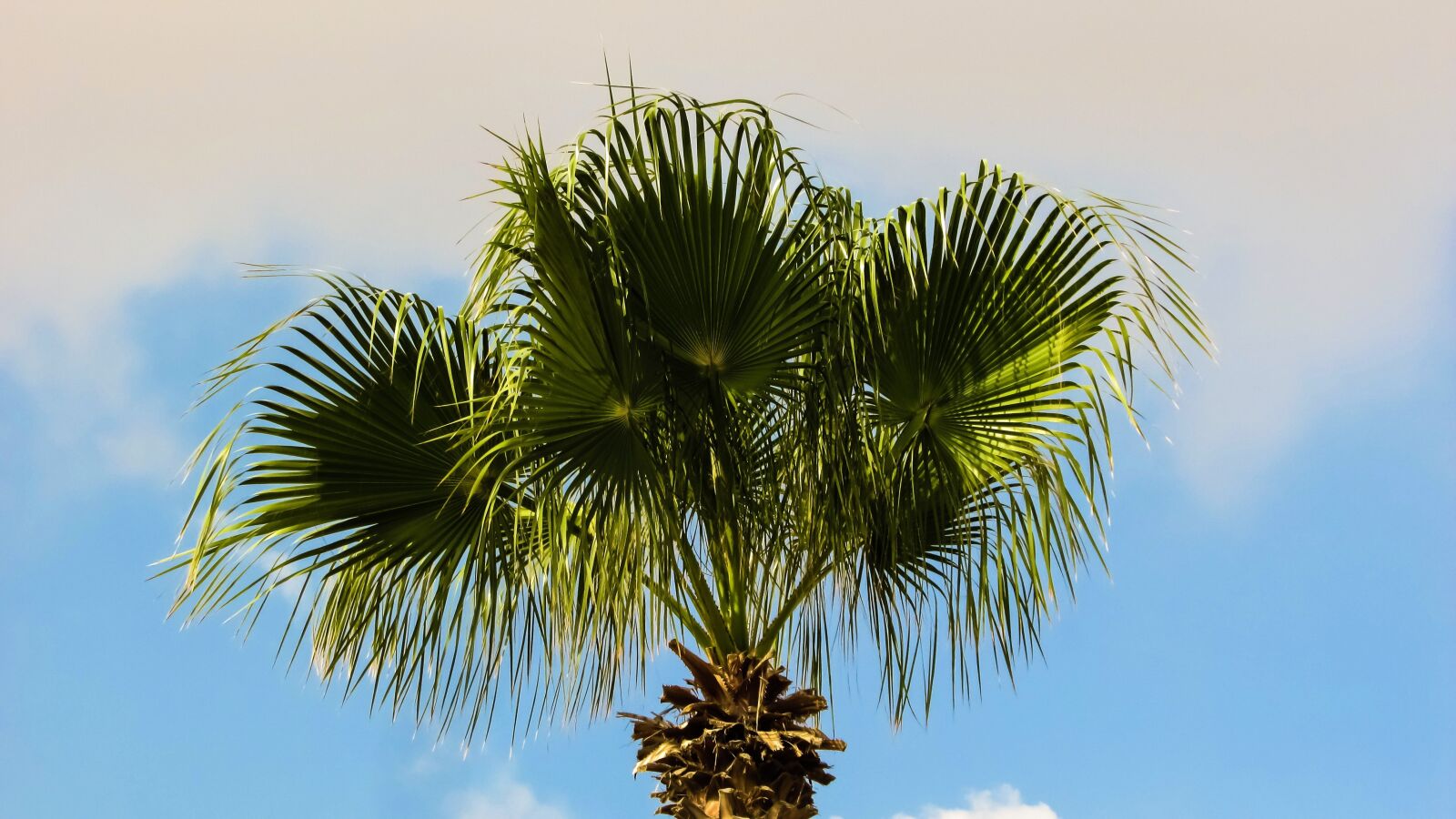 Canon PowerShot SX400 IS sample photo. Palm tree, sky, nature photography