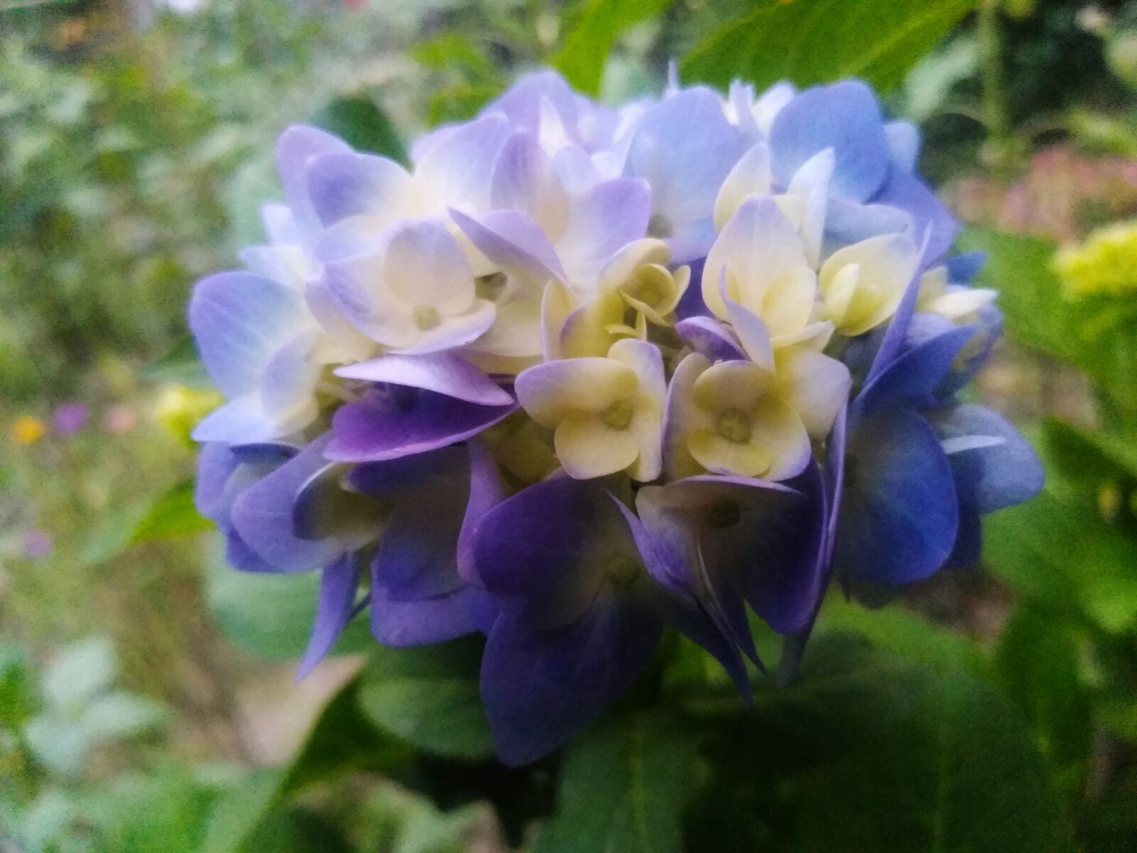 QCOM-AA QCAM-AA sample photo. Hydrangea flower, hydrangeas, hydrangea photography