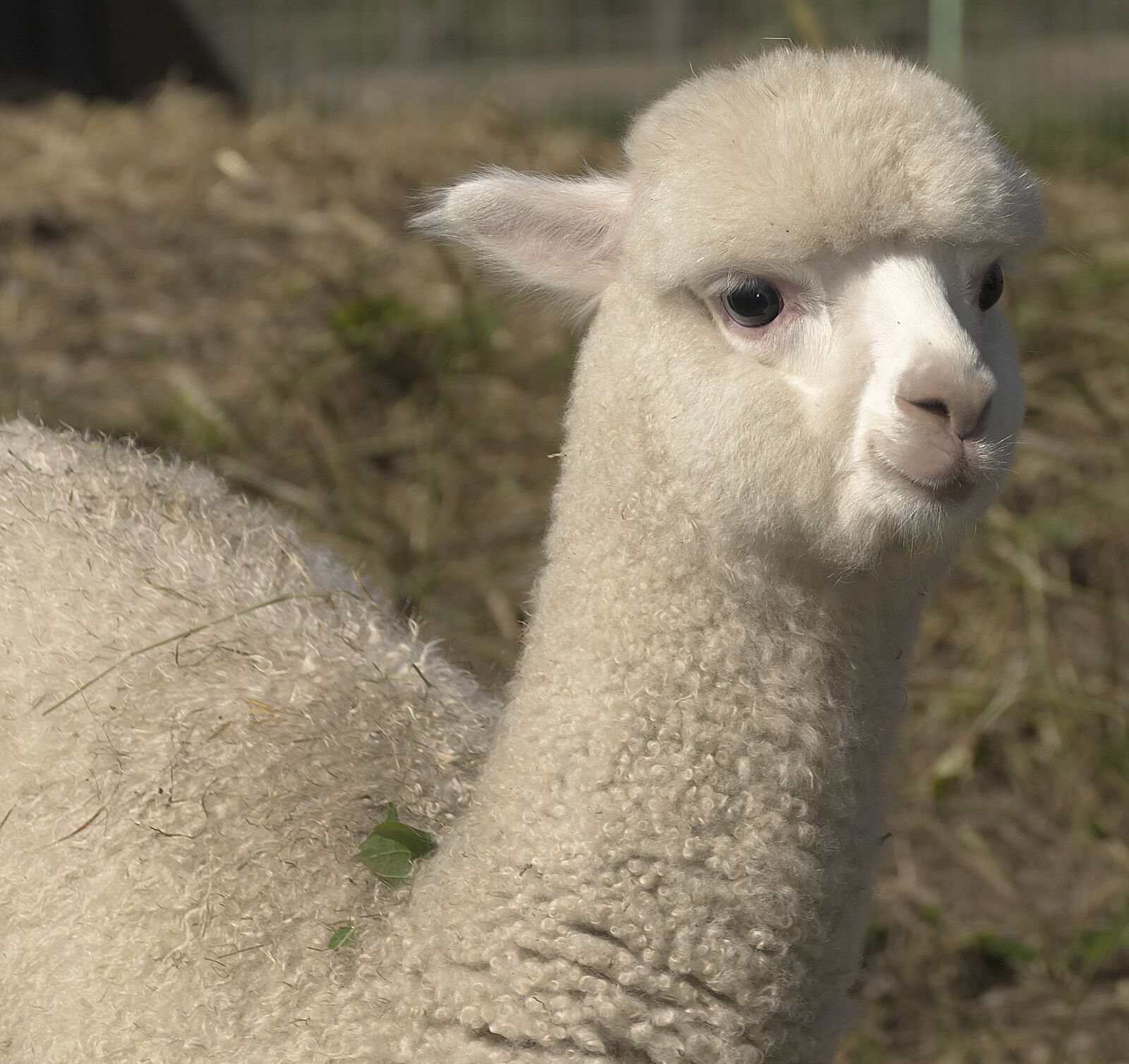 Panasonic Lumix DMC-FZ1000 sample photo. Alpaca, pako, young animal photography