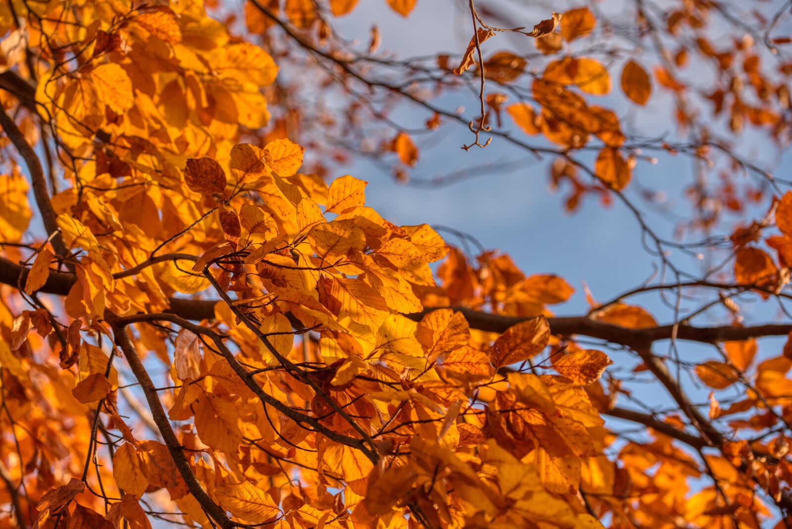 Nikon D750 sample photo. Birch, tree, aesthetic photography