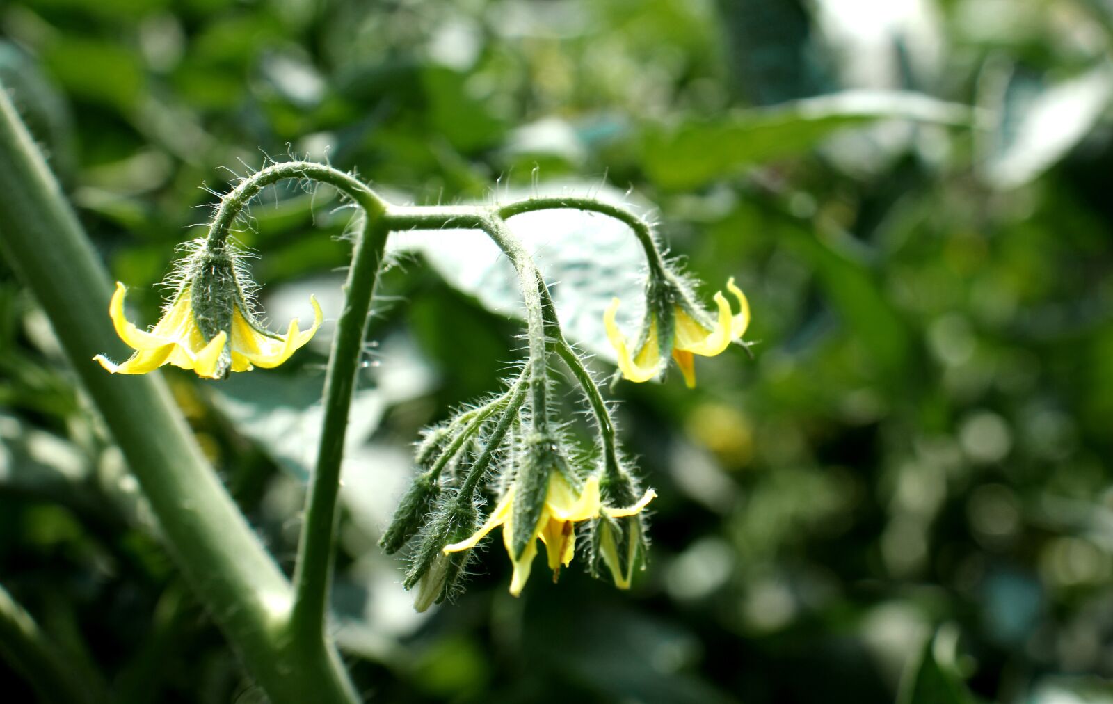Canon EOS 60D sample photo. Tomato tree, tree, green photography