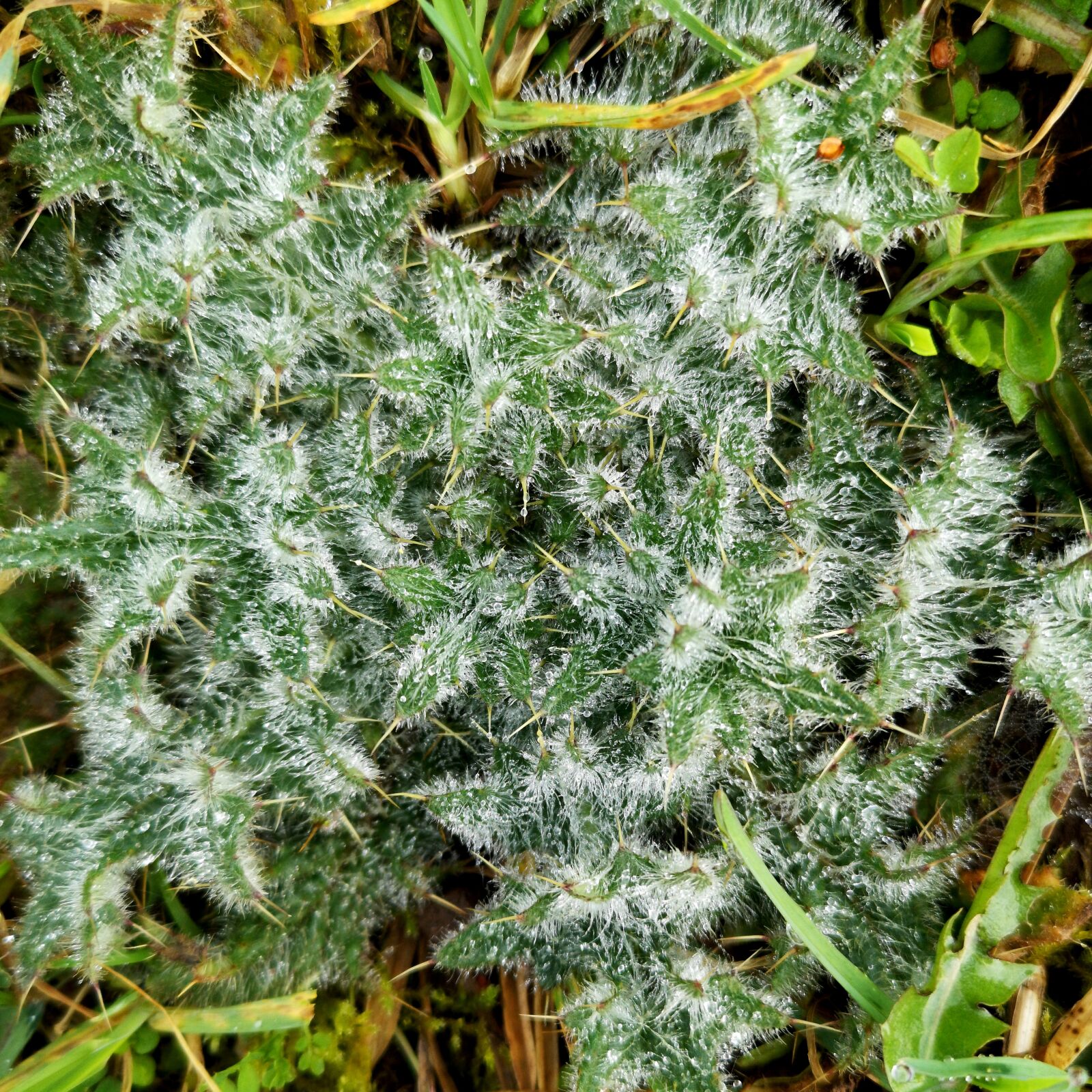 HUAWEI CLT-L29 sample photo. Thistle, morgentau, frost photography