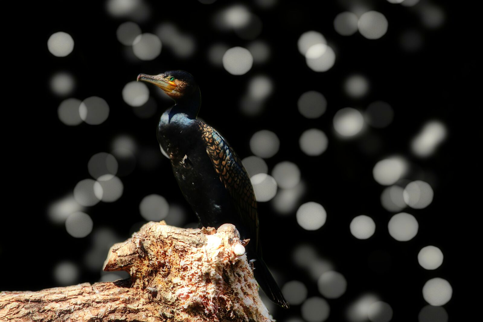 Canon EF-S 55-250mm F4-5.6 IS STM sample photo. Cormorant, bird, water bird photography