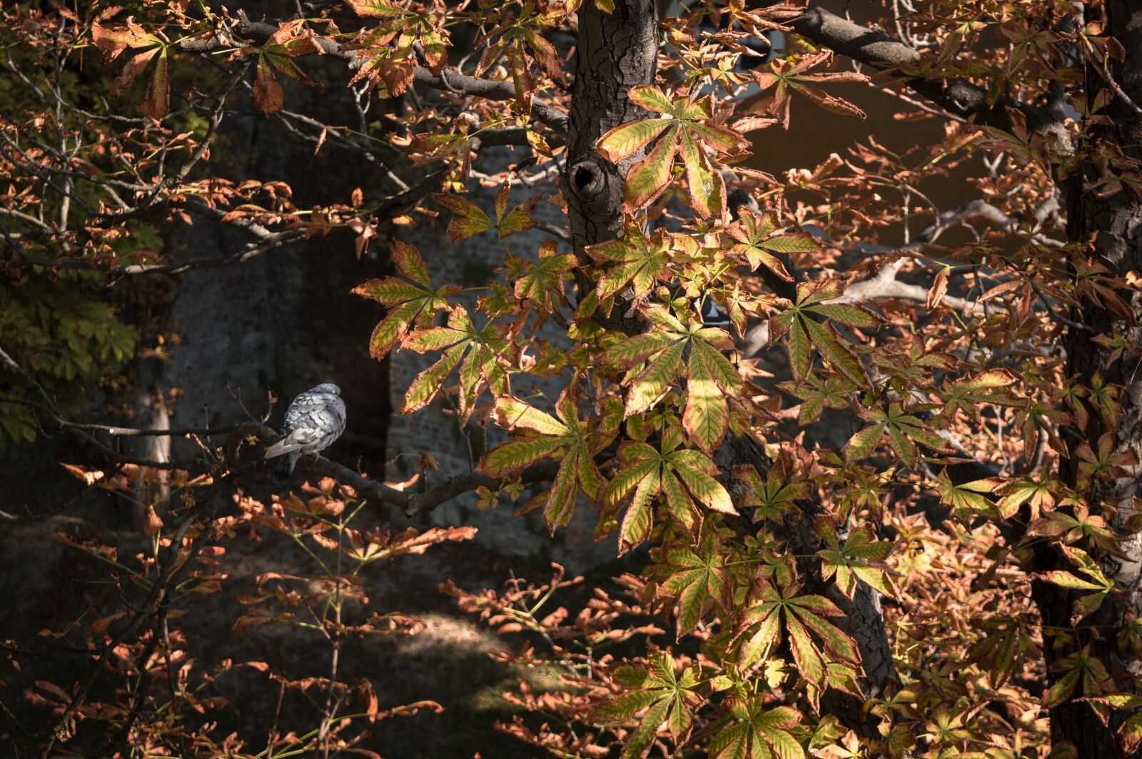 Nikon D3200 sample photo. Autumn, leaves, bird photography