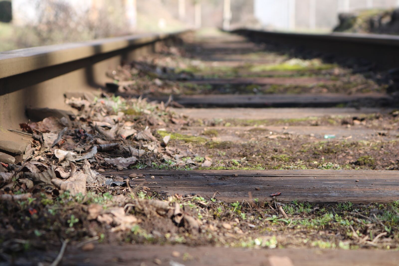 Canon EOS 750D (EOS Rebel T6i / EOS Kiss X8i) sample photo. Nature, outdoors, wood photography