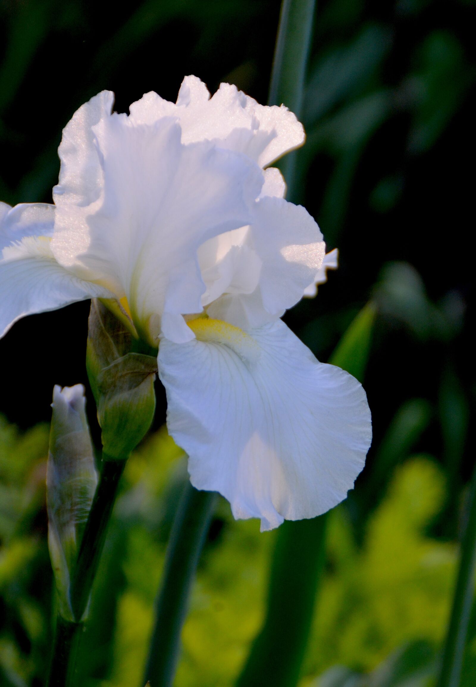 Nikon D5100 sample photo. Flower, plant, iris photography