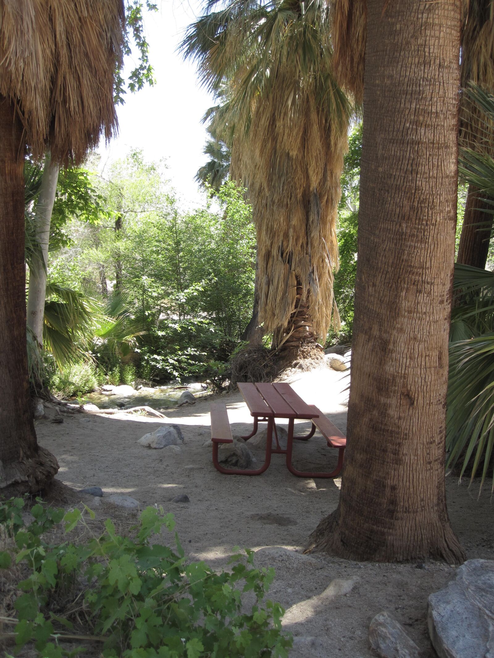 Canon PowerShot SD780 IS (Digital IXUS 100 IS / IXY Digital 210 IS) sample photo. Palm trees, hike, landscape photography
