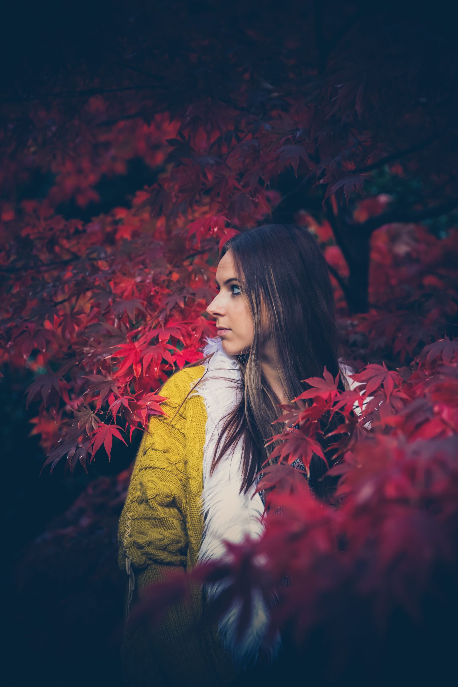 Canon EF 24-70mm F2.8L II USM sample photo. Color, autumn, leaves photography