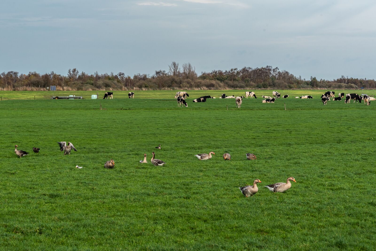 Nikon D750 sample photo. Cowbird, nature, livestock photography