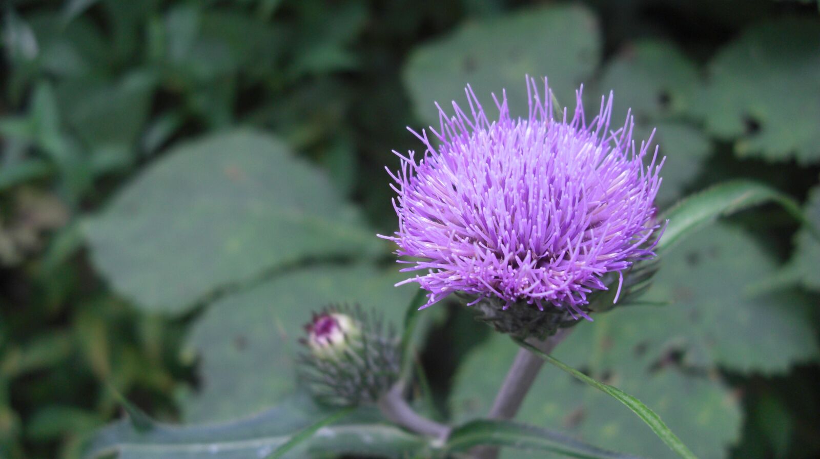CASIO EX-Z1200 sample photo. Flower, purple, summer photography