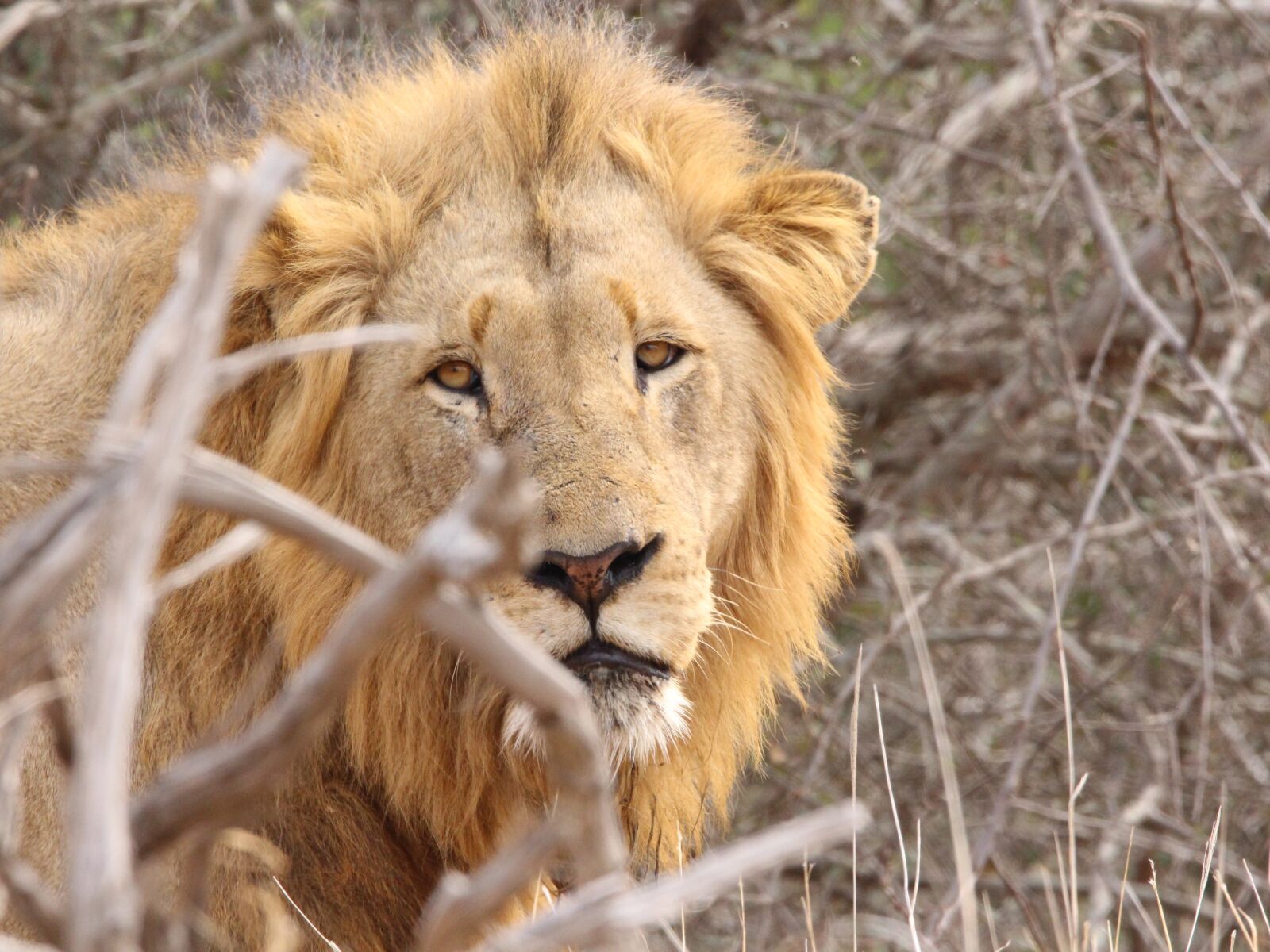 150-600mm F5-6.3 DG OS HSM | Contemporary 015 sample photo. Lion, kruger, south africa photography