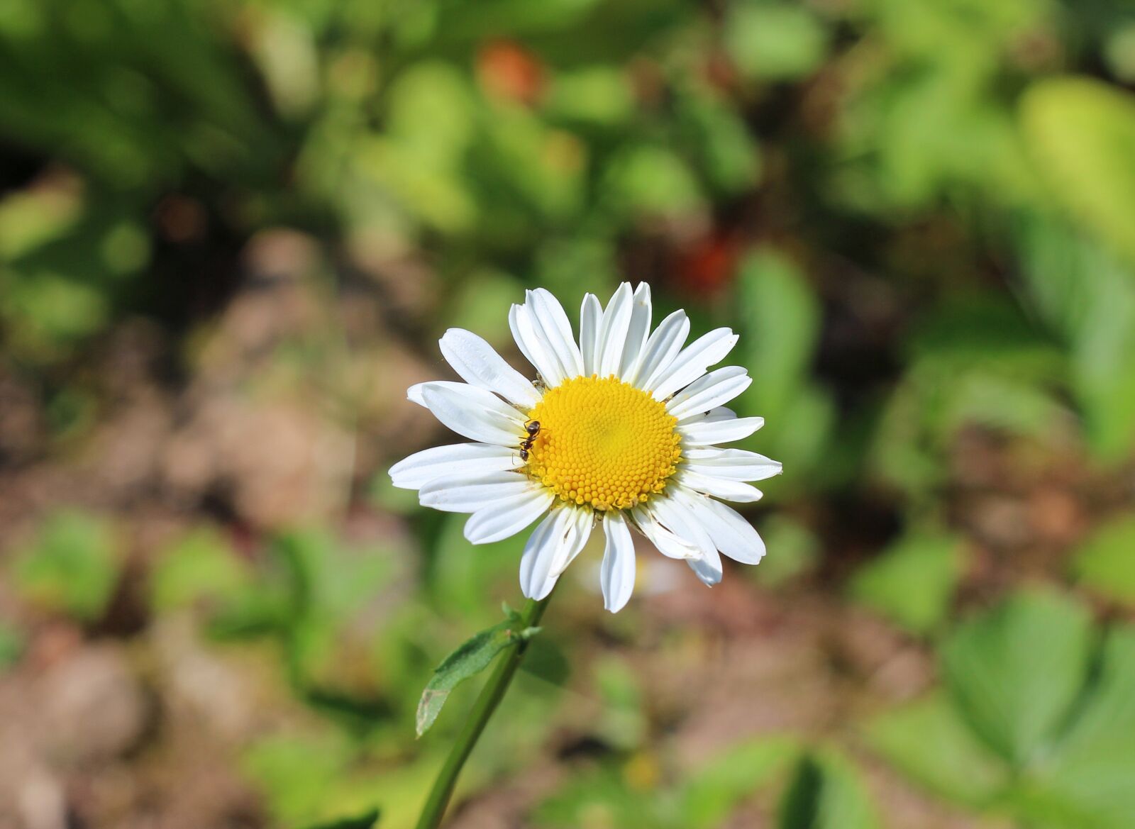 Canon EOS 100D (EOS Rebel SL1 / EOS Kiss X7) + Canon EF 50mm F1.8 II sample photo. Flower, marguerite, yellow photography