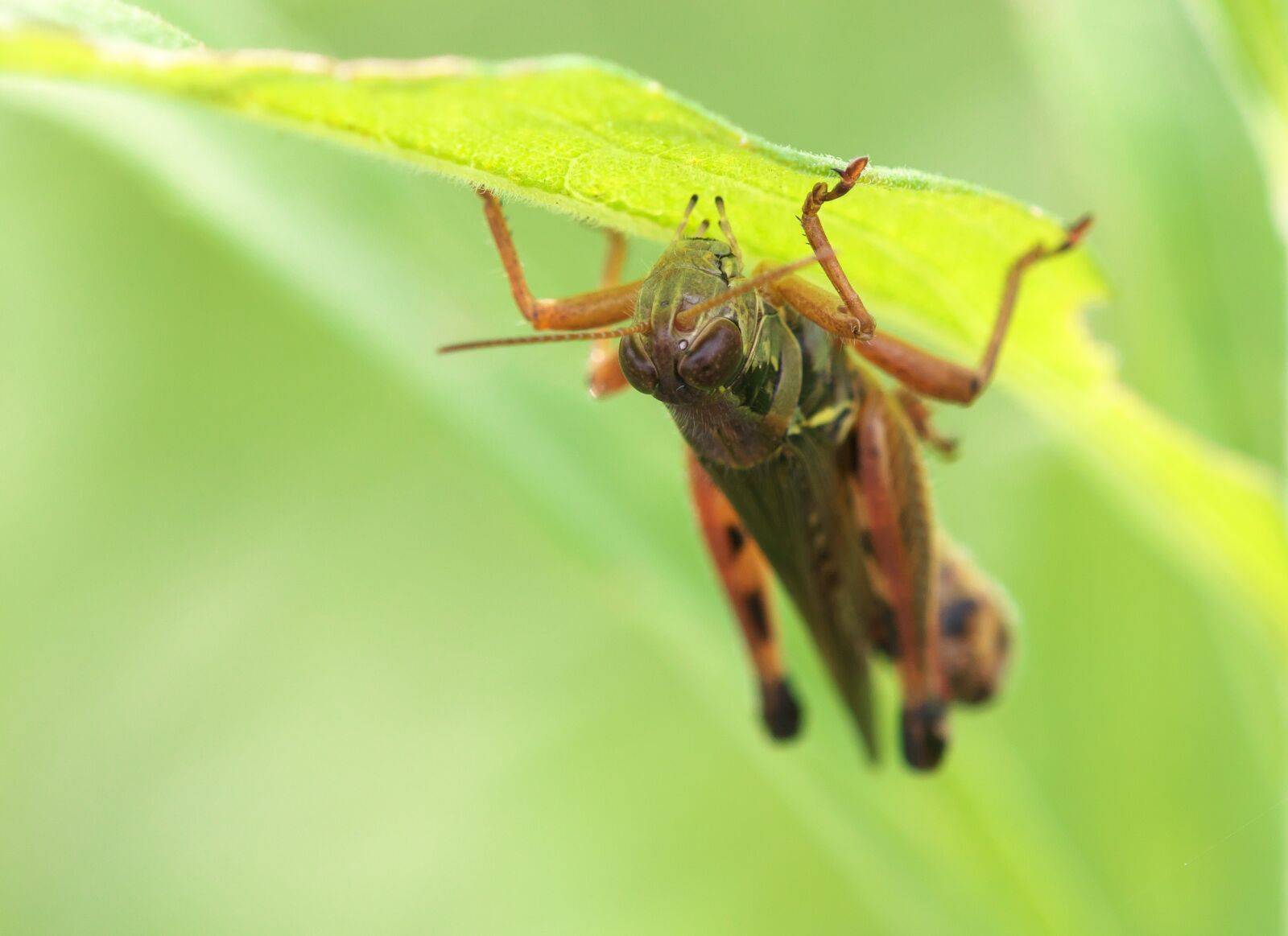 Canon EOS 70D sample photo. Grasshopper, cricket, insect photography