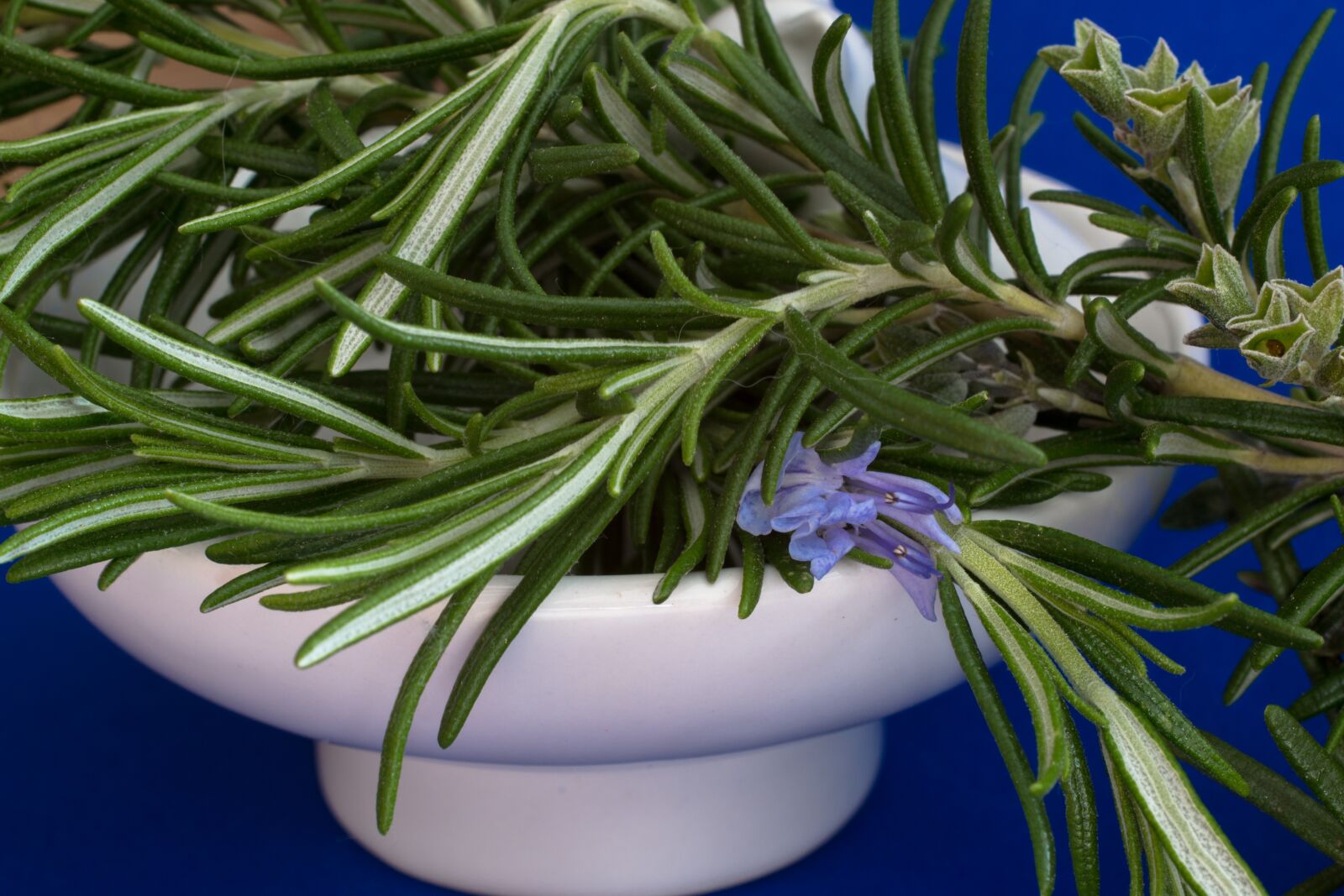 Canon EOS 70D + Canon EF 50mm F2.5 Macro sample photo. Rosemary, culinary herbs, herbs photography