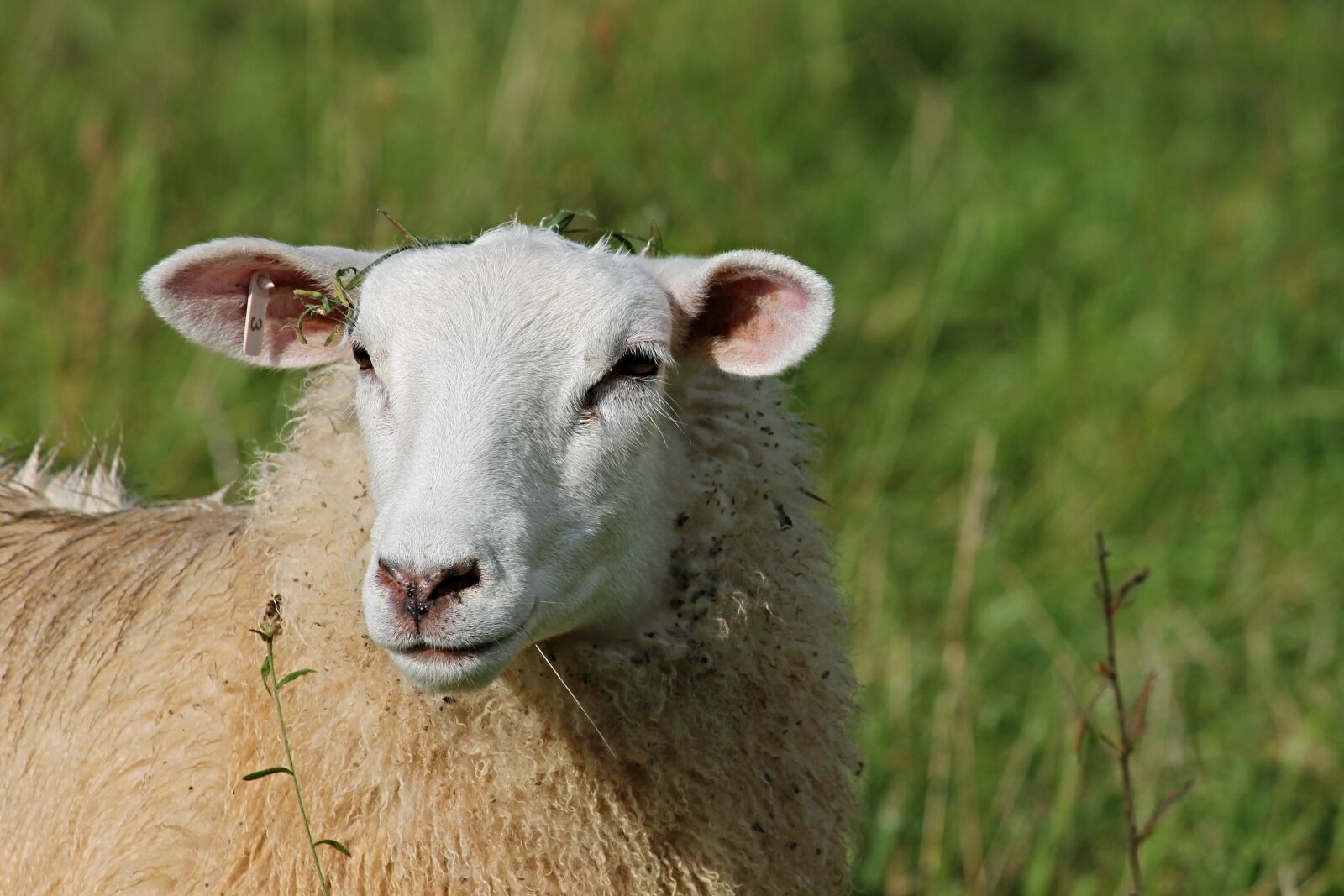 Canon EOS 1100D (EOS Rebel T3 / EOS Kiss X50) sample photo. Sheep, portrait, sheepshead photography