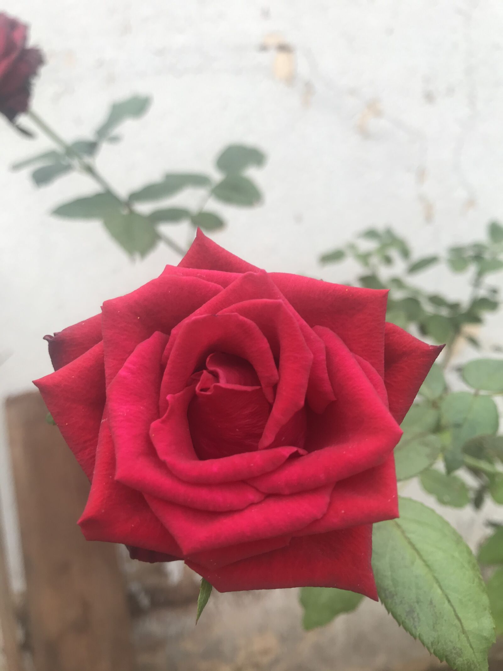 iPhone 7 back camera 3.99mm f/1.8 sample photo. Flores, rosas, flor photography