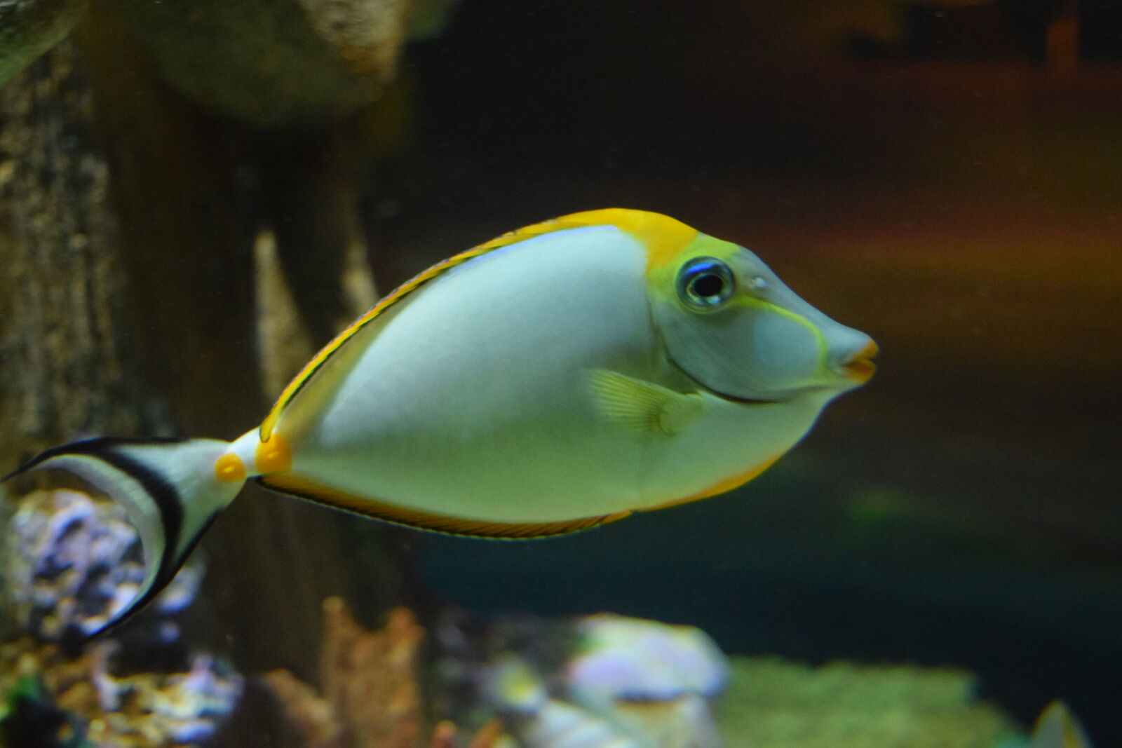 Nikon D3300 sample photo. Fish, yellow, fish photography