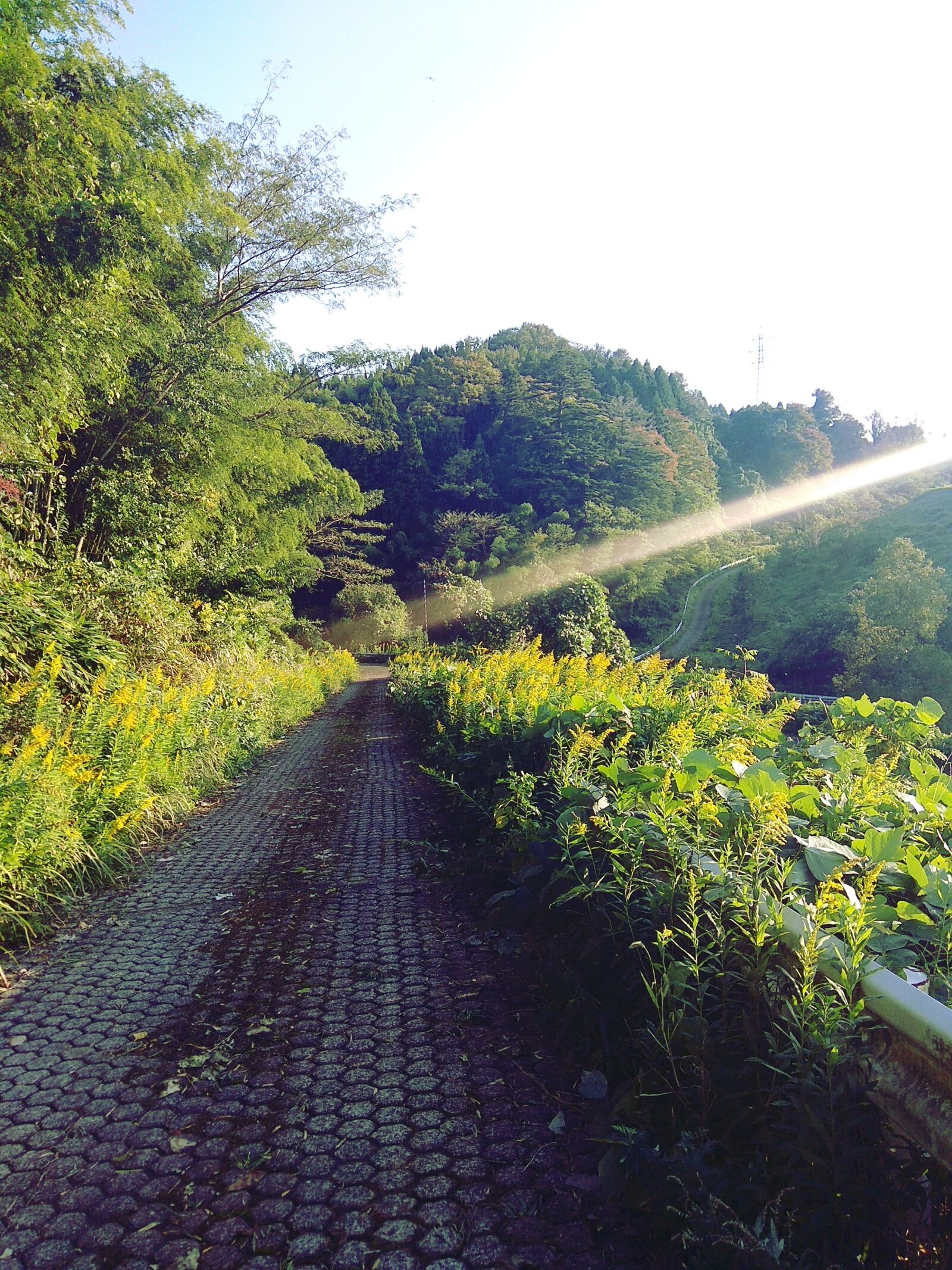 Xiaomi Redmi Note 4 sample photo