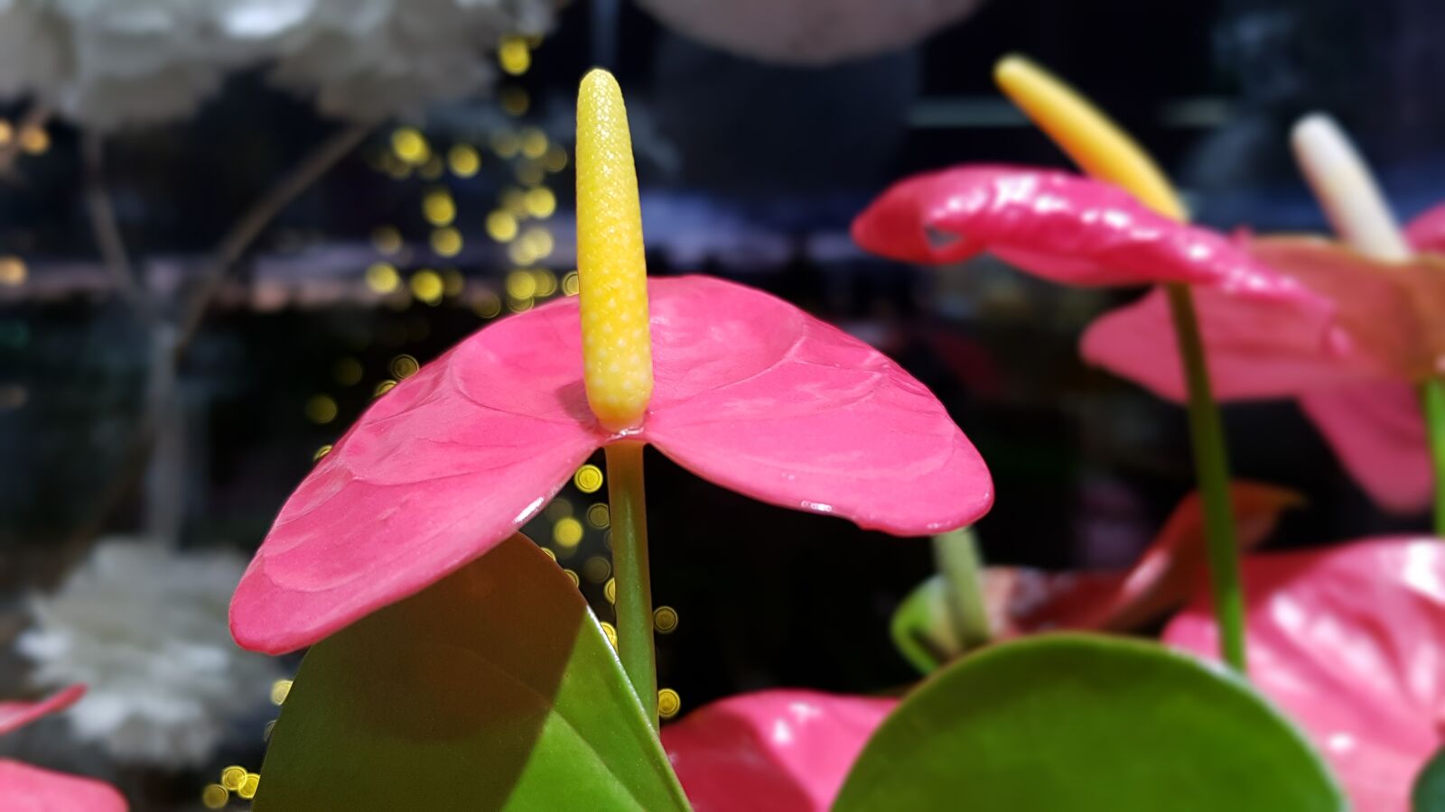 Samsung Galaxy S7 Edge sample photo. Flower, christmas, christmas celebration photography