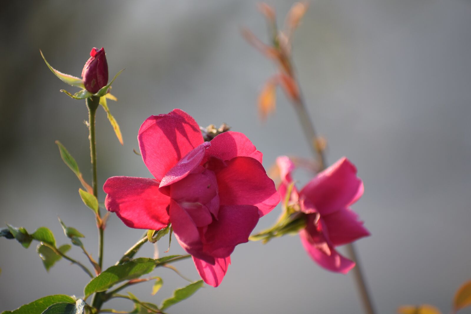 Nikon D3300 sample photo. Rose, flowers, nature photography
