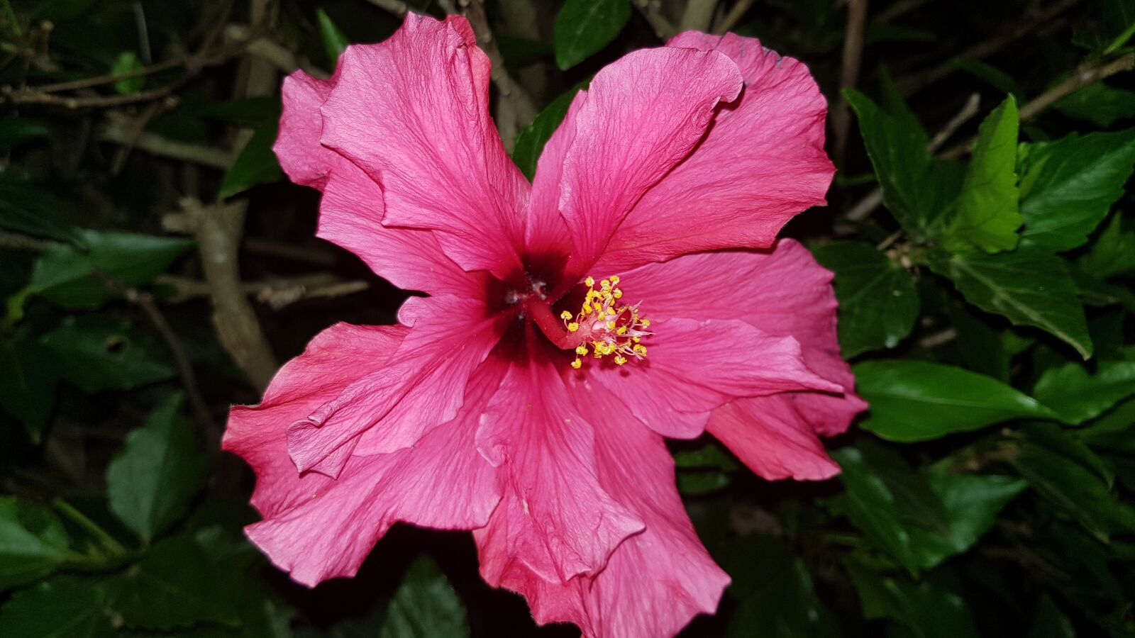 Samsung Galaxy S8 sample photo. Hibiscus, red, plants photography