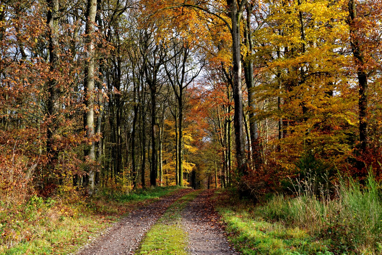 Nikon D600 sample photo. Forest path, autumn, forest photography