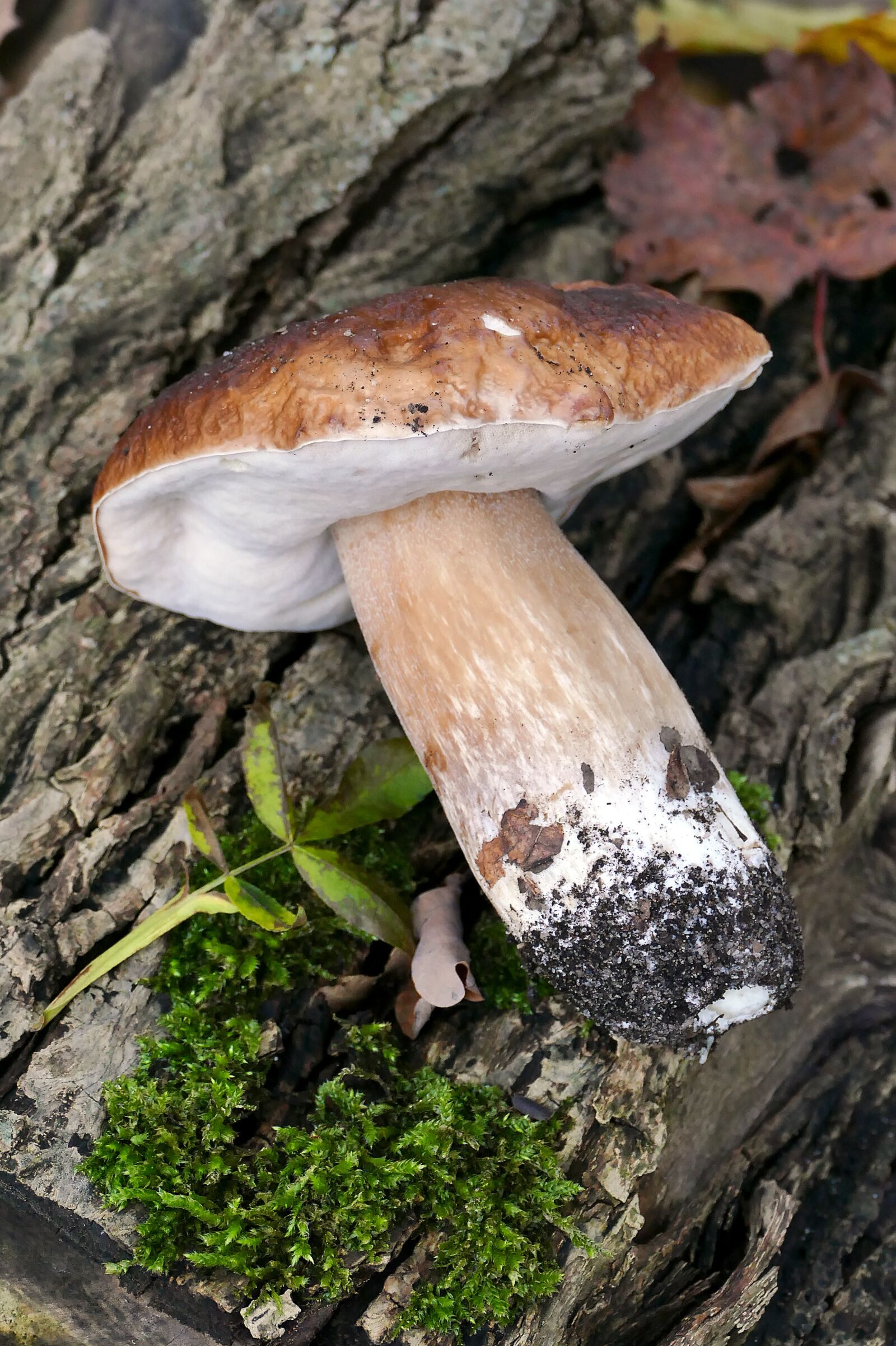 Panasonic Lumix DMC-FZ1000 sample photo. Cep, mushroom, rac photography