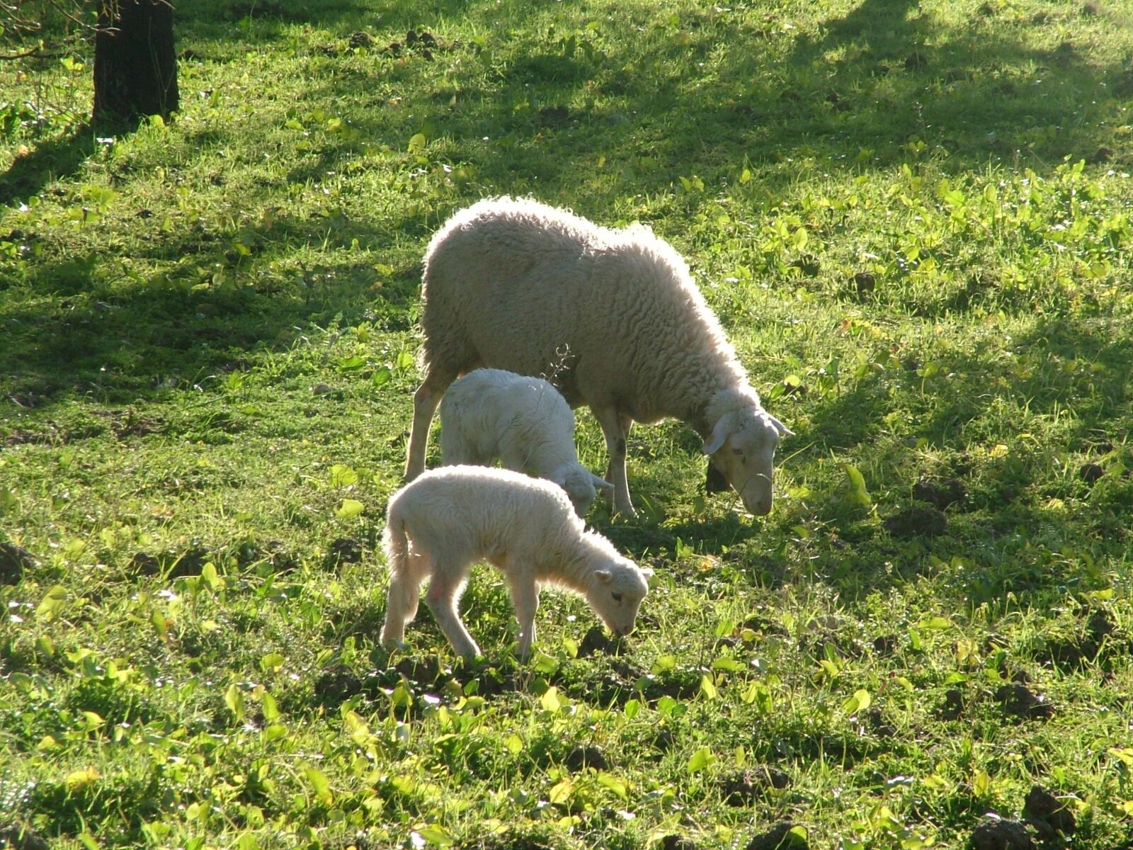 Fujifilm FinePix S7000 sample photo. Sheep, nature photography