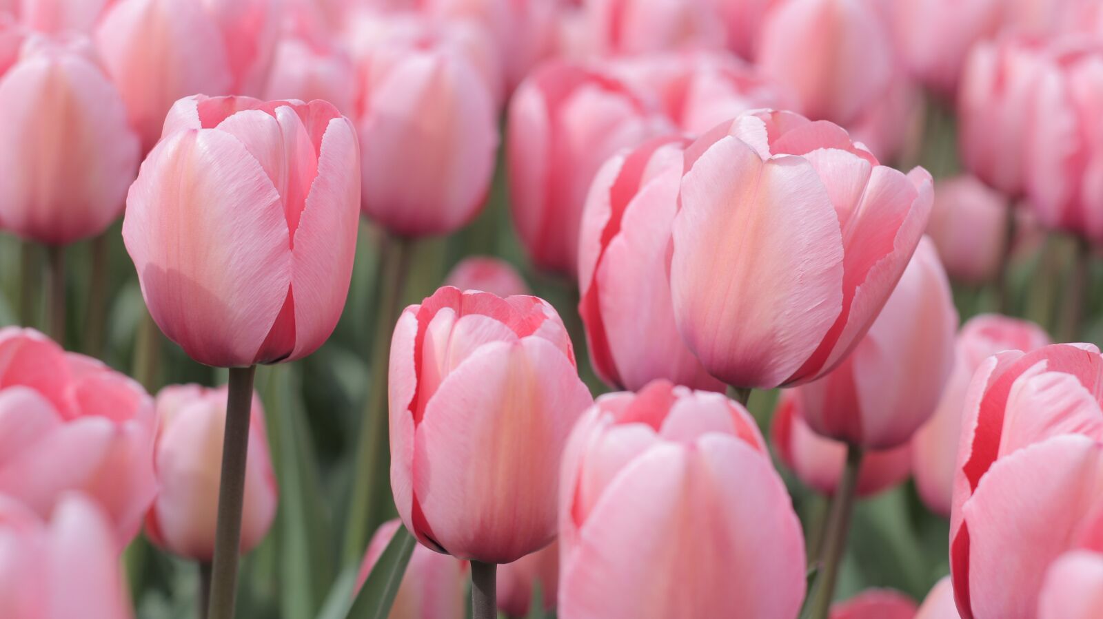Canon EOS 700D (EOS Rebel T5i / EOS Kiss X7i) sample photo. Tulips, pink, field photography