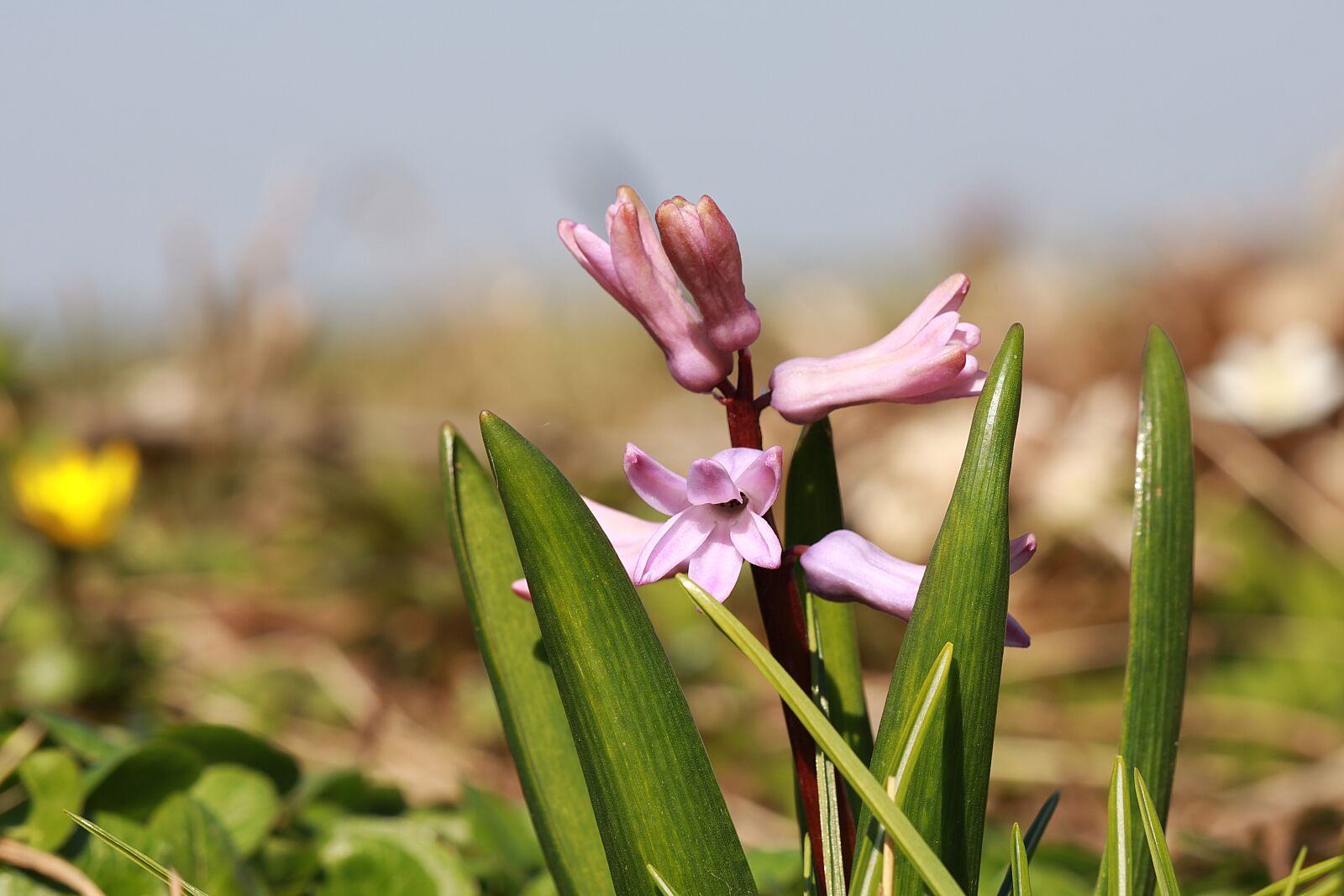 Canon EOS R + Canon EF 70-300 F4-5.6 IS II USM sample photo. Hyacinth, spring, spring flower photography