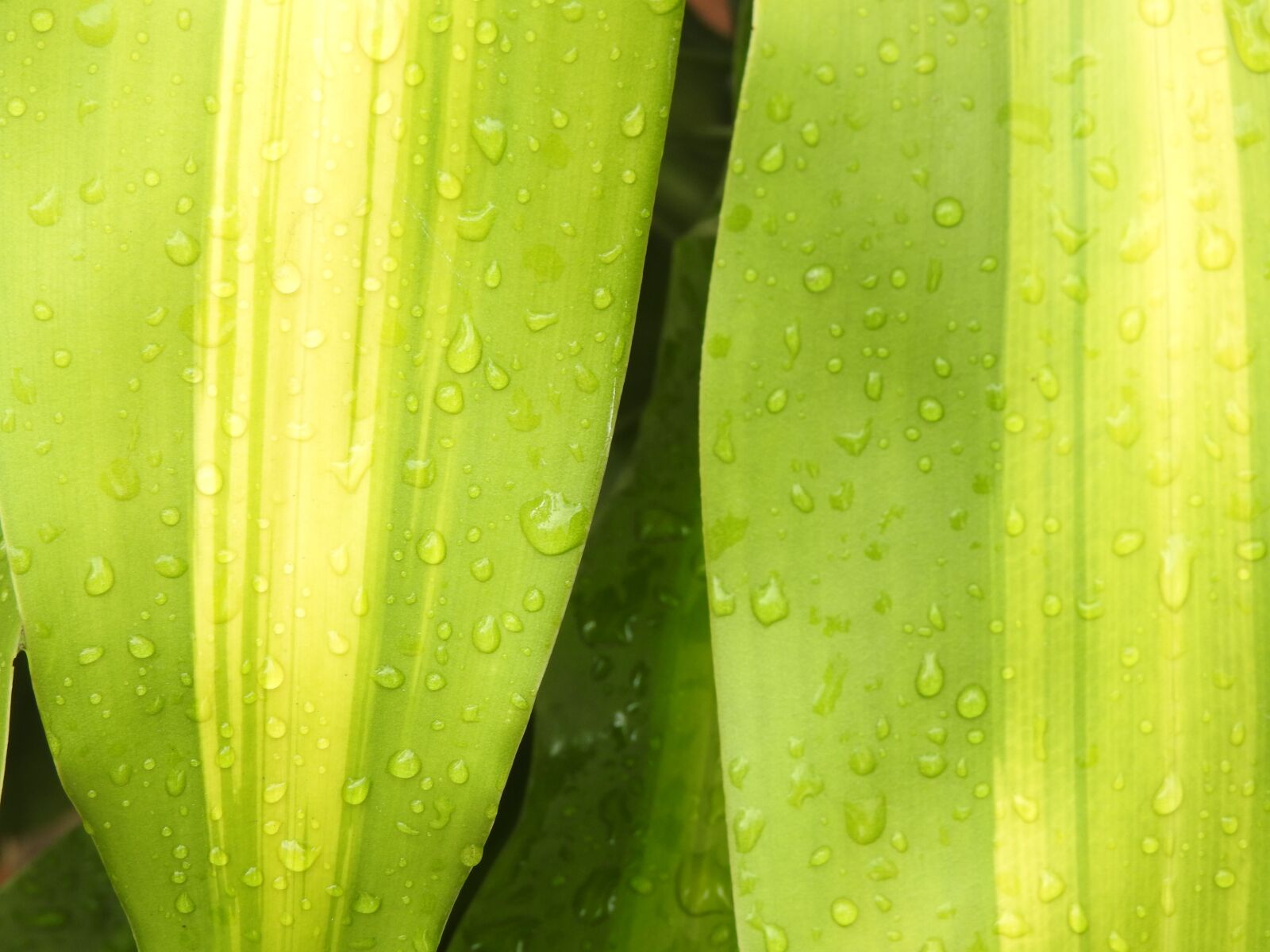 Nikon Coolpix P610 sample photo. Green, garden, nature plant photography