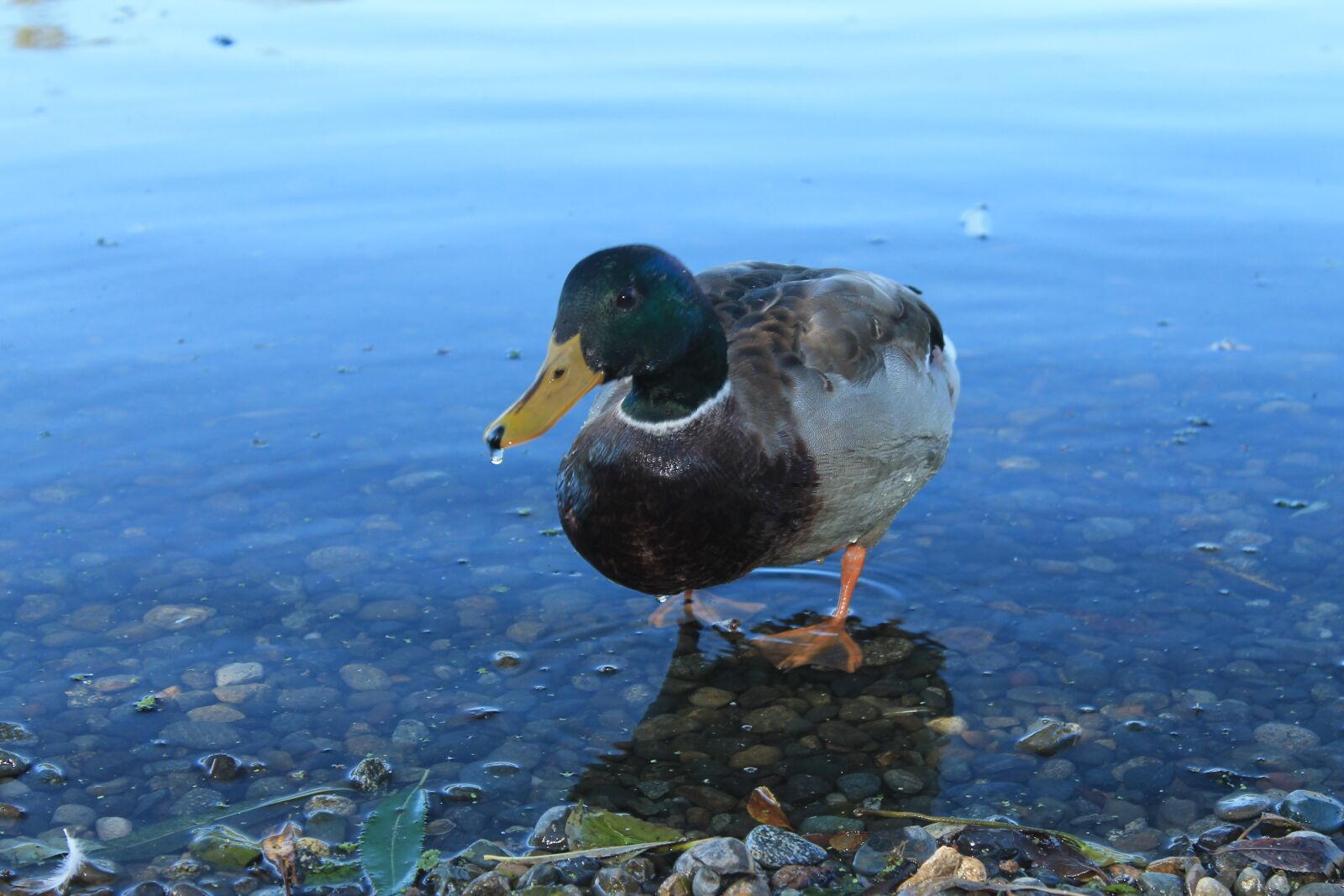Canon EOS 1100D (EOS Rebel T3 / EOS Kiss X50) sample photo. Duck, mallard, lake photography