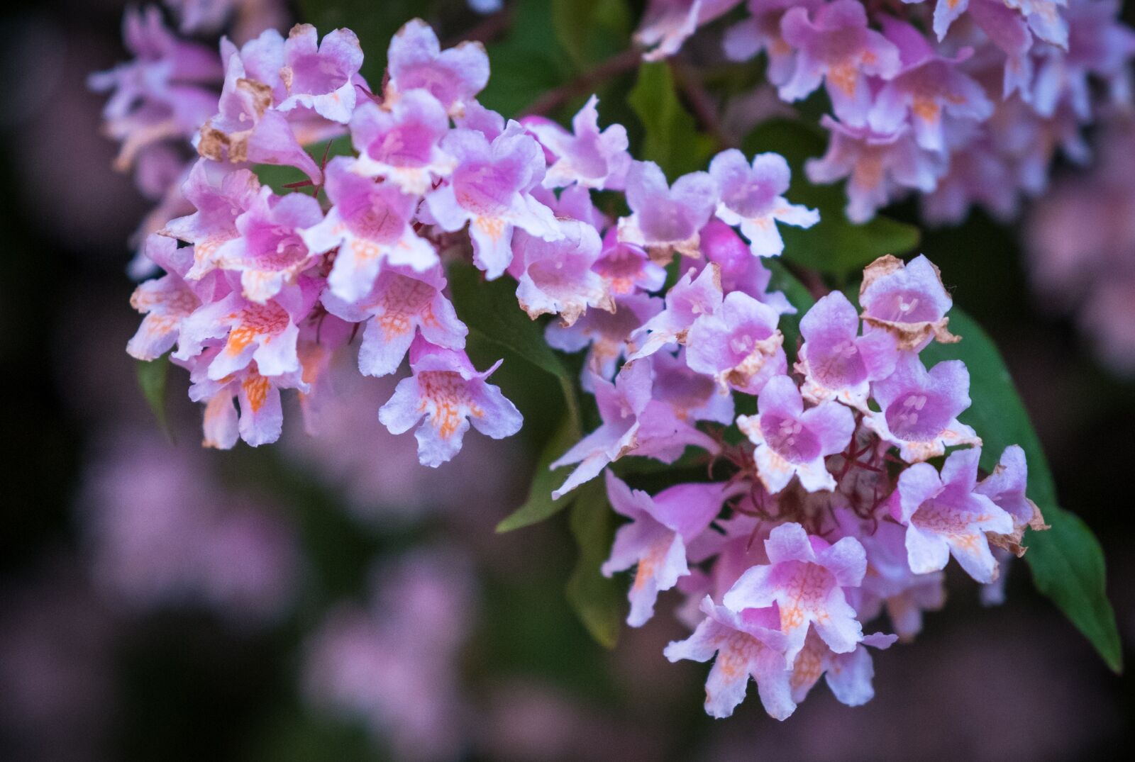 Fujifilm X-T2 sample photo. Flowers, pink, white photography