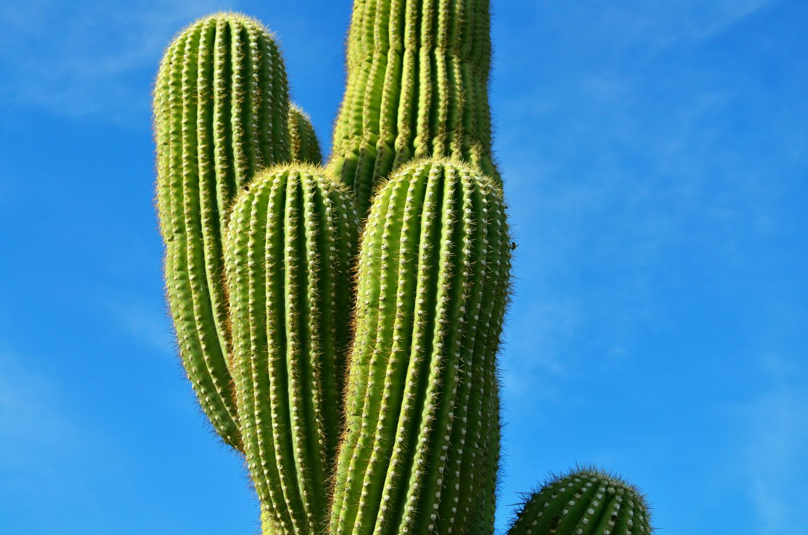 Nikon D5100 sample photo. Cactus, blue, sky photography