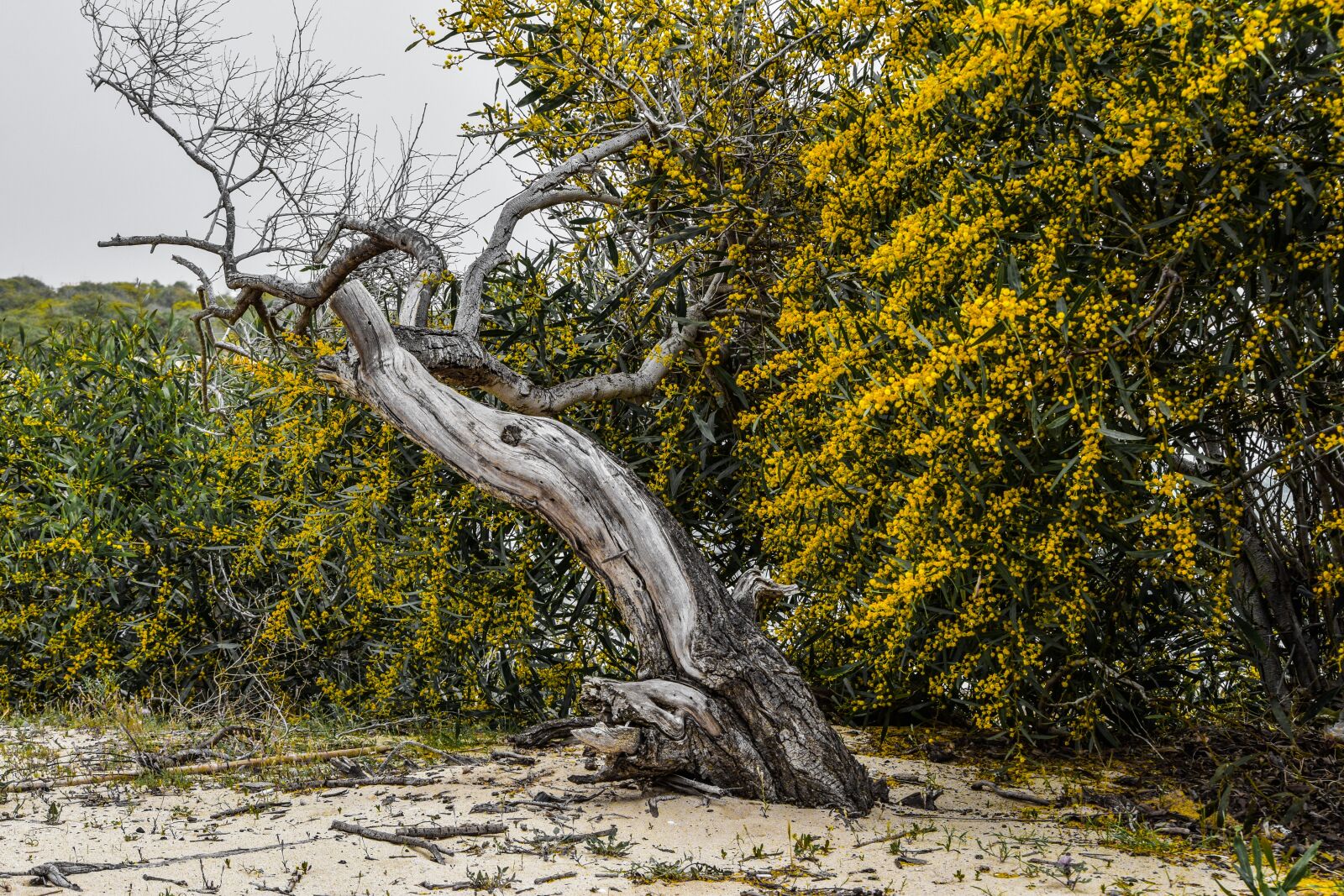 Nikon D3300 sample photo. Tree, dried, nature photography