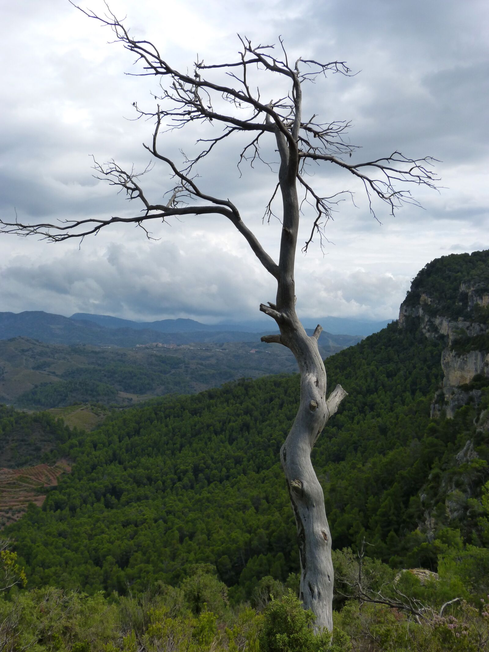 Panasonic DMC-FZ62 sample photo. Dead tree, trunk, forest photography