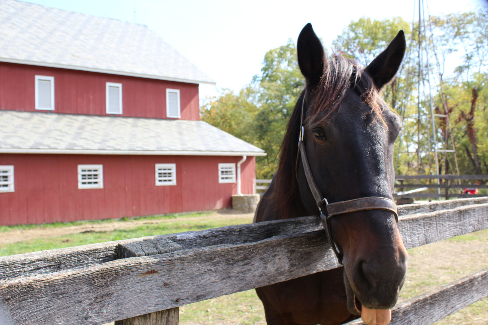 Canon EOS 1200D (EOS Rebel T5 / EOS Kiss X70 / EOS Hi) sample photo. Barn, farm, horse photography