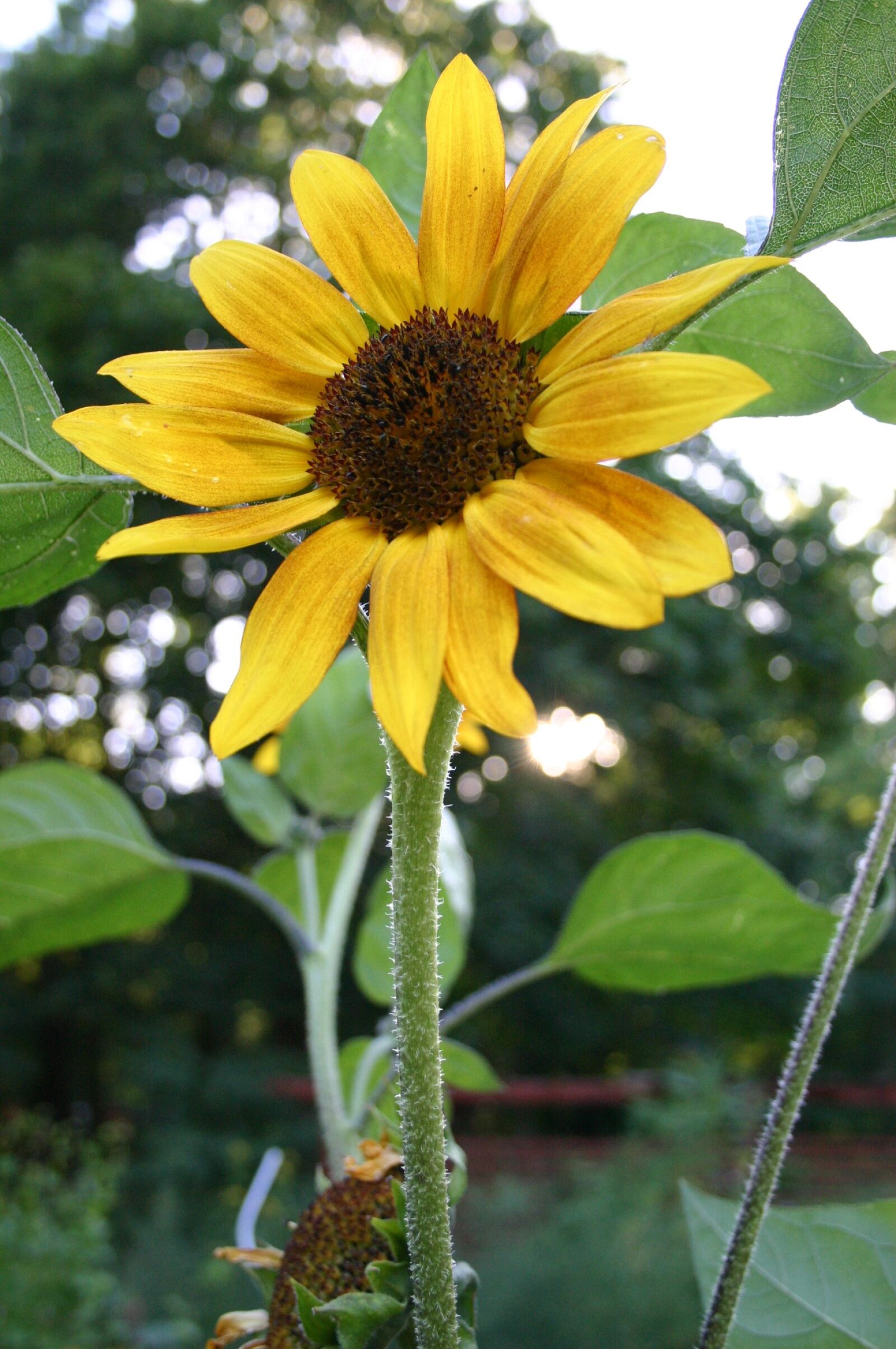 Canon EOS 300D (EOS Digital Rebel / EOS Kiss Digital) sample photo. Sunflower, yellow, nature photography
