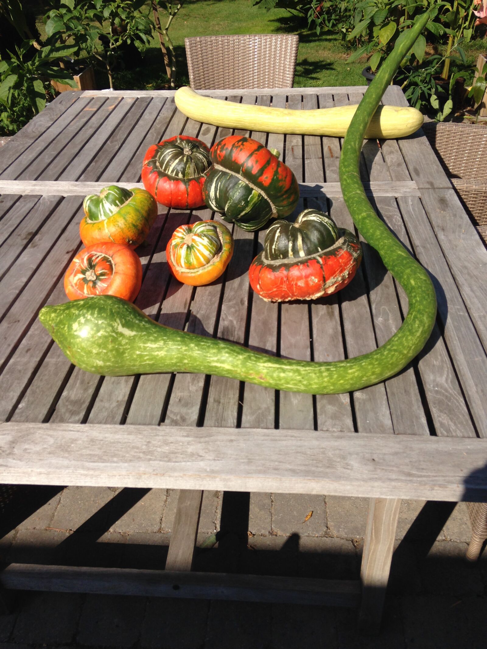 Apple iPhone 5 sample photo. Pumpkins, a turkish hat photography