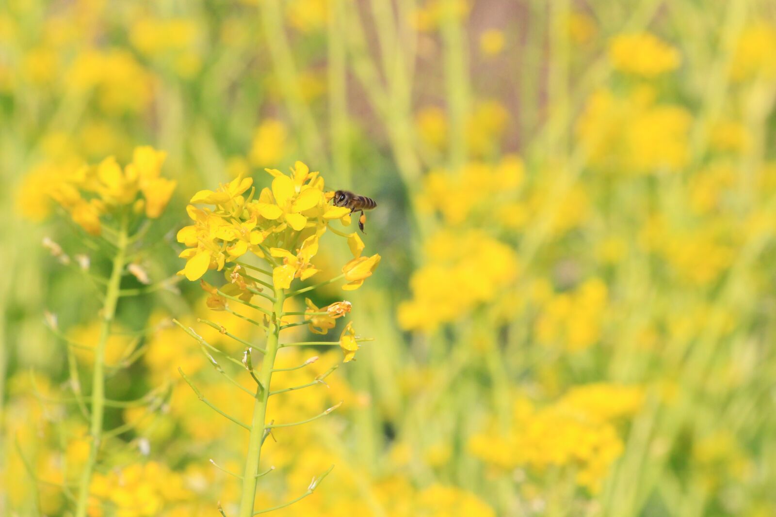 Canon EOS 700D (EOS Rebel T5i / EOS Kiss X7i) sample photo. Rape, the scenery, bee photography