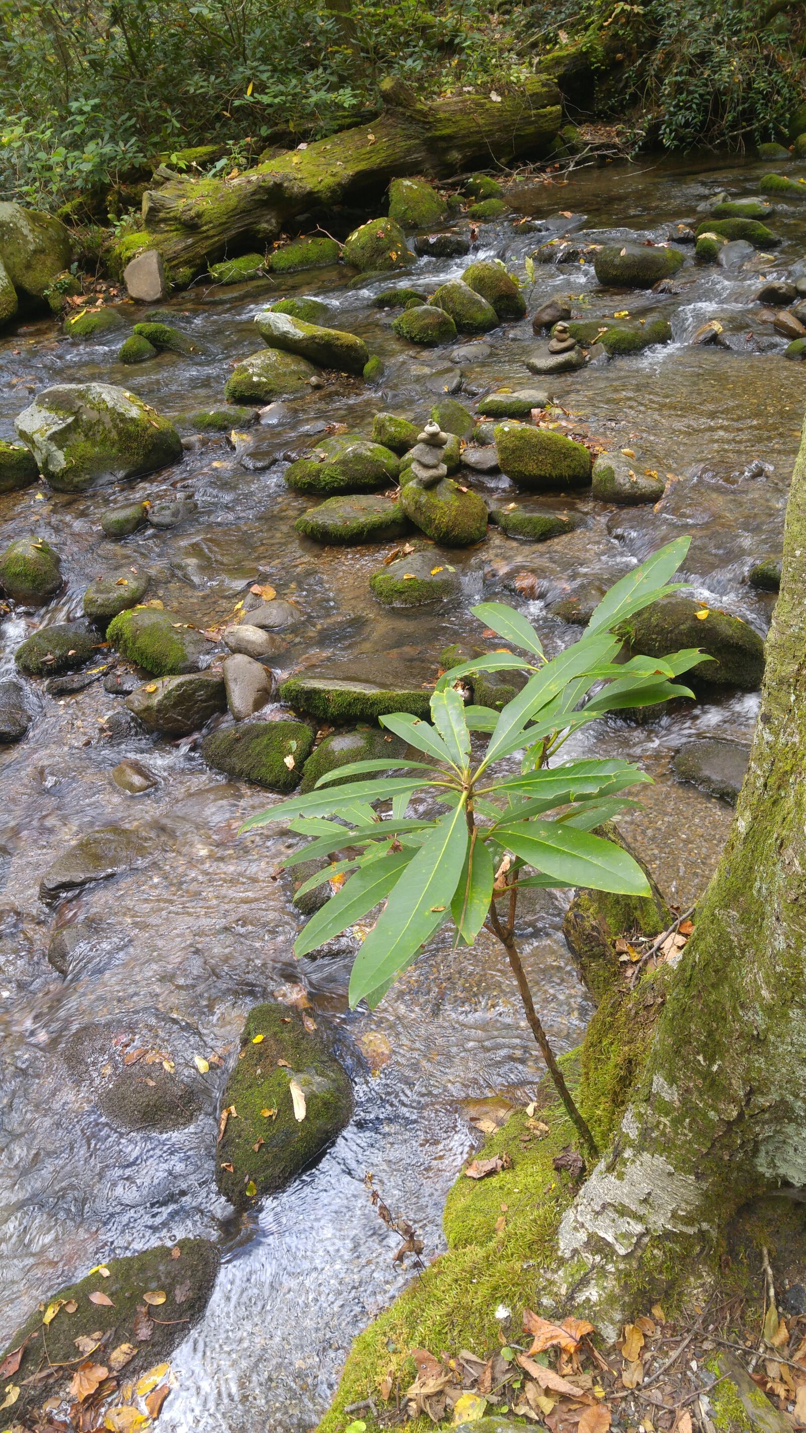 LG G4 sample photo. Mountain, stream, nature, photography photography